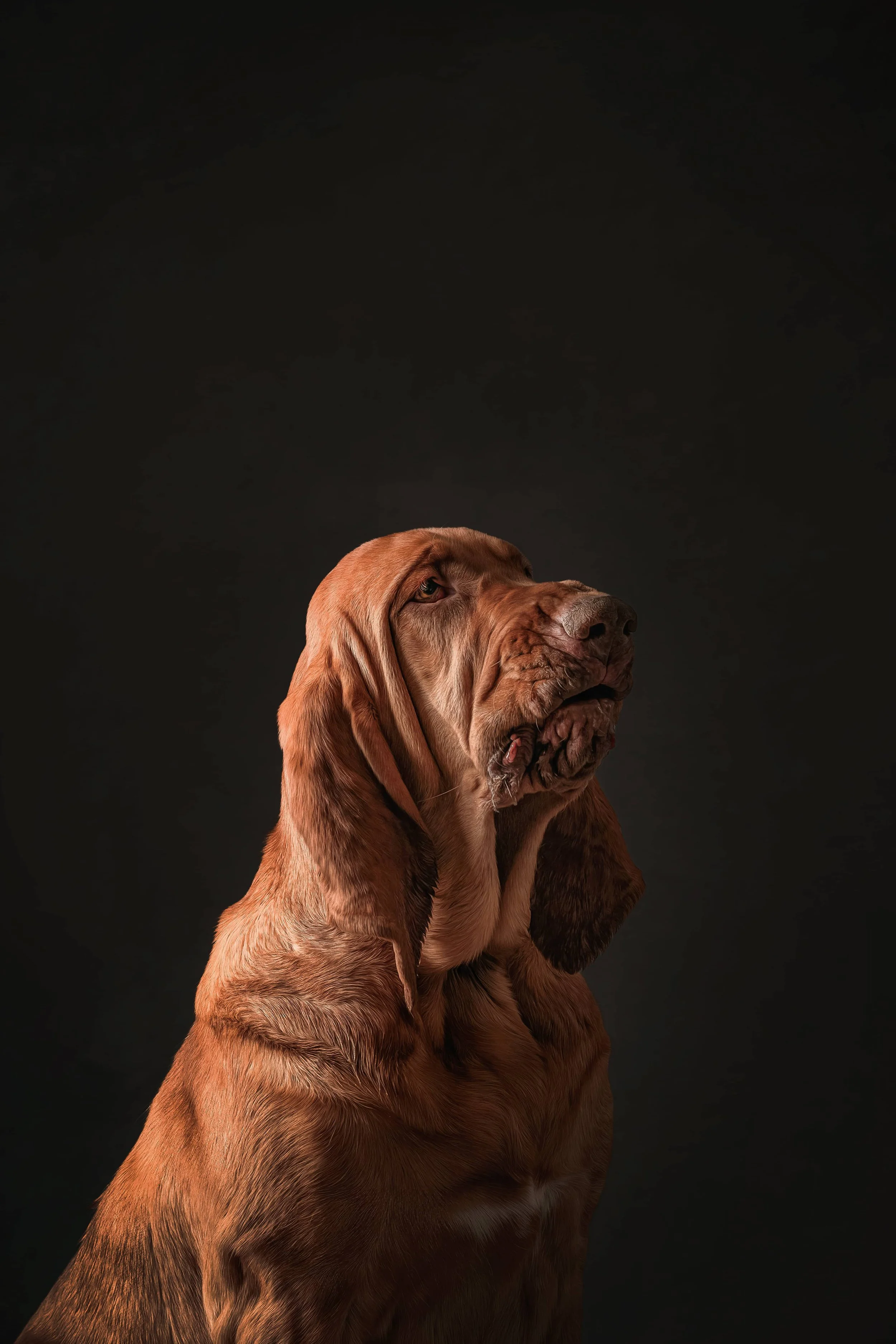 Bloodhound (7).jpg