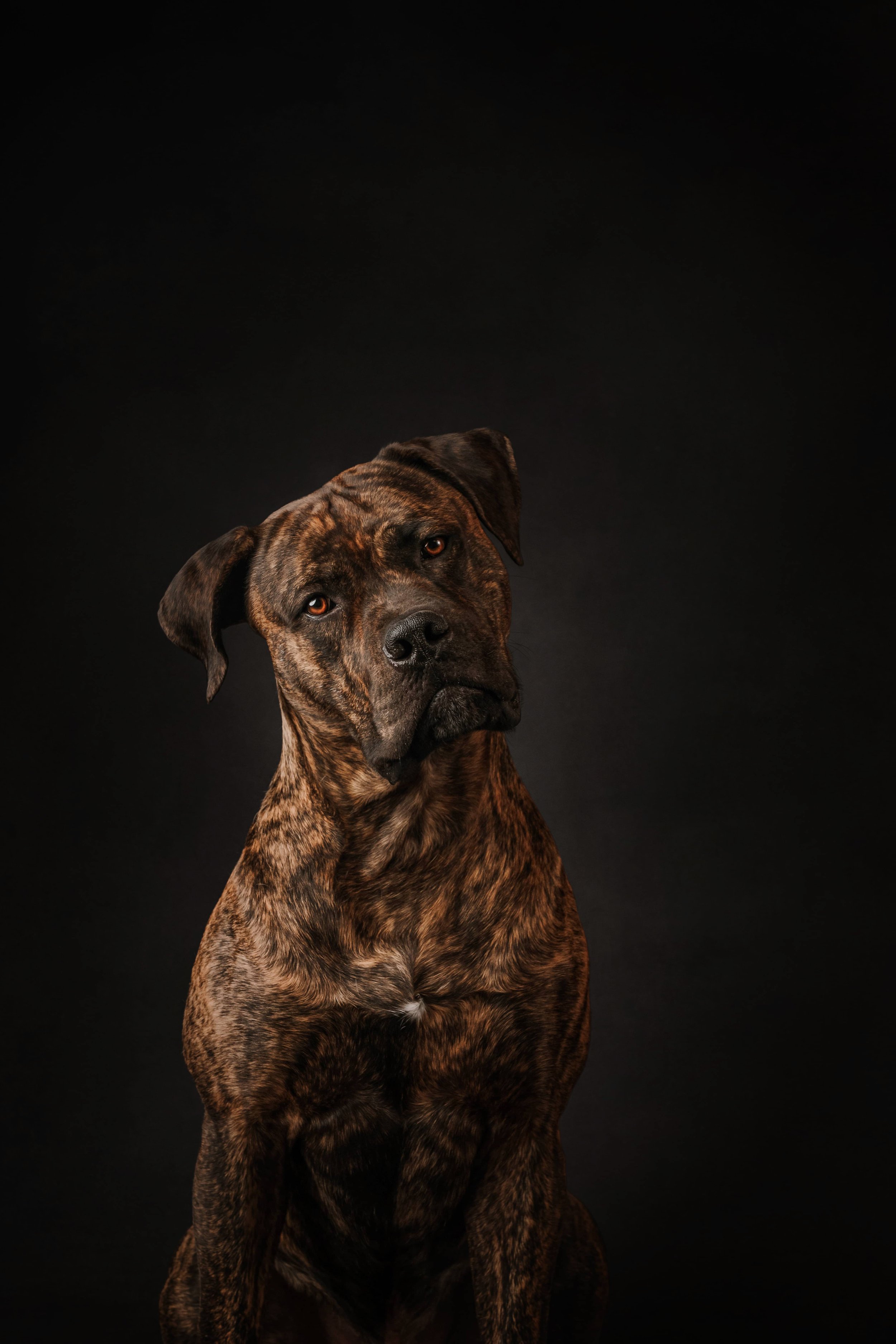 Boerboels.jpg