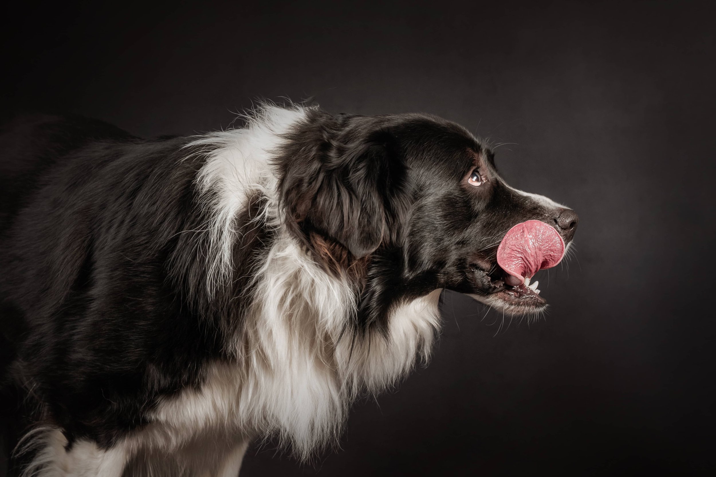 Border Collie Great Pyrenees (2).jpg