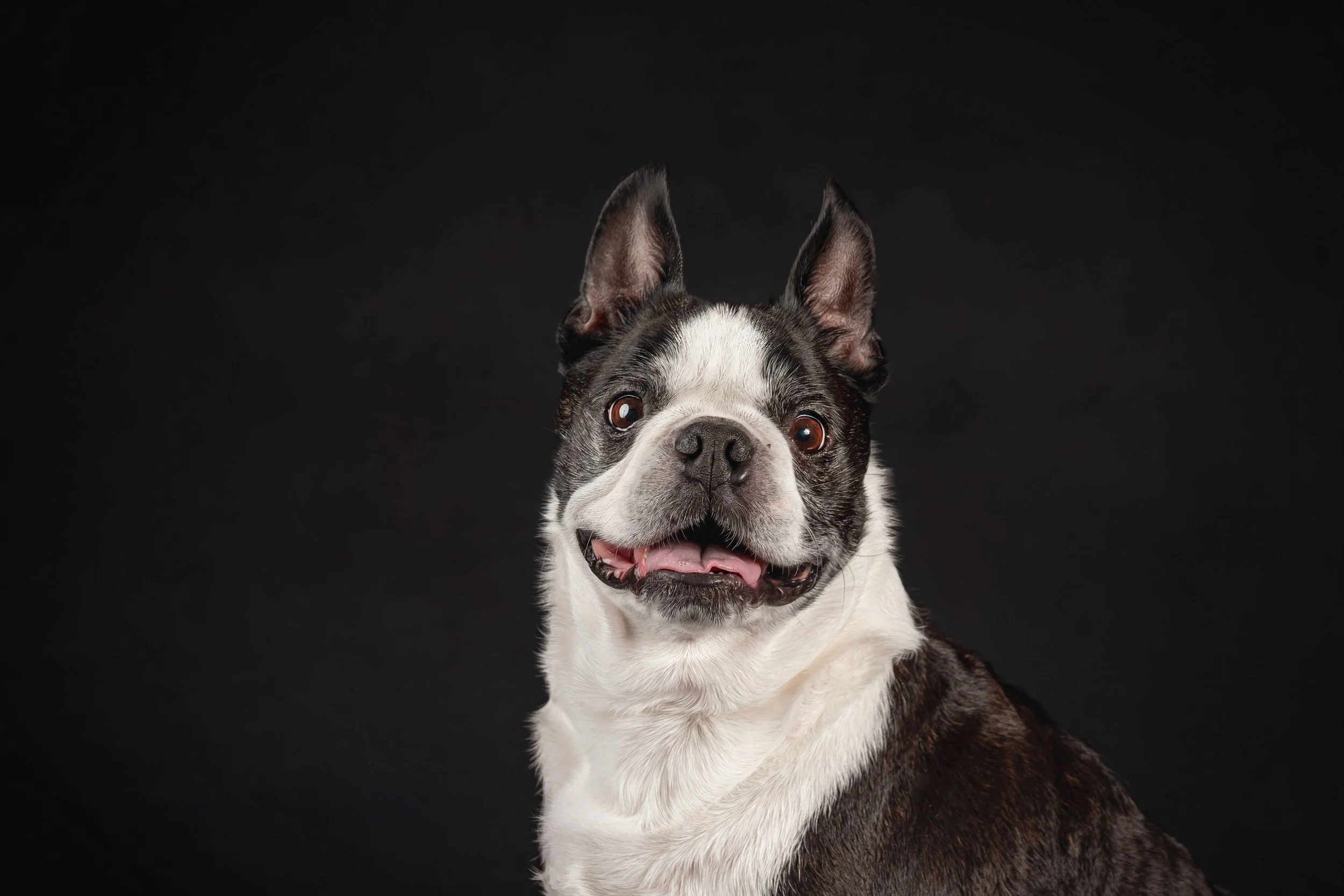 Boston Terrier.jpg