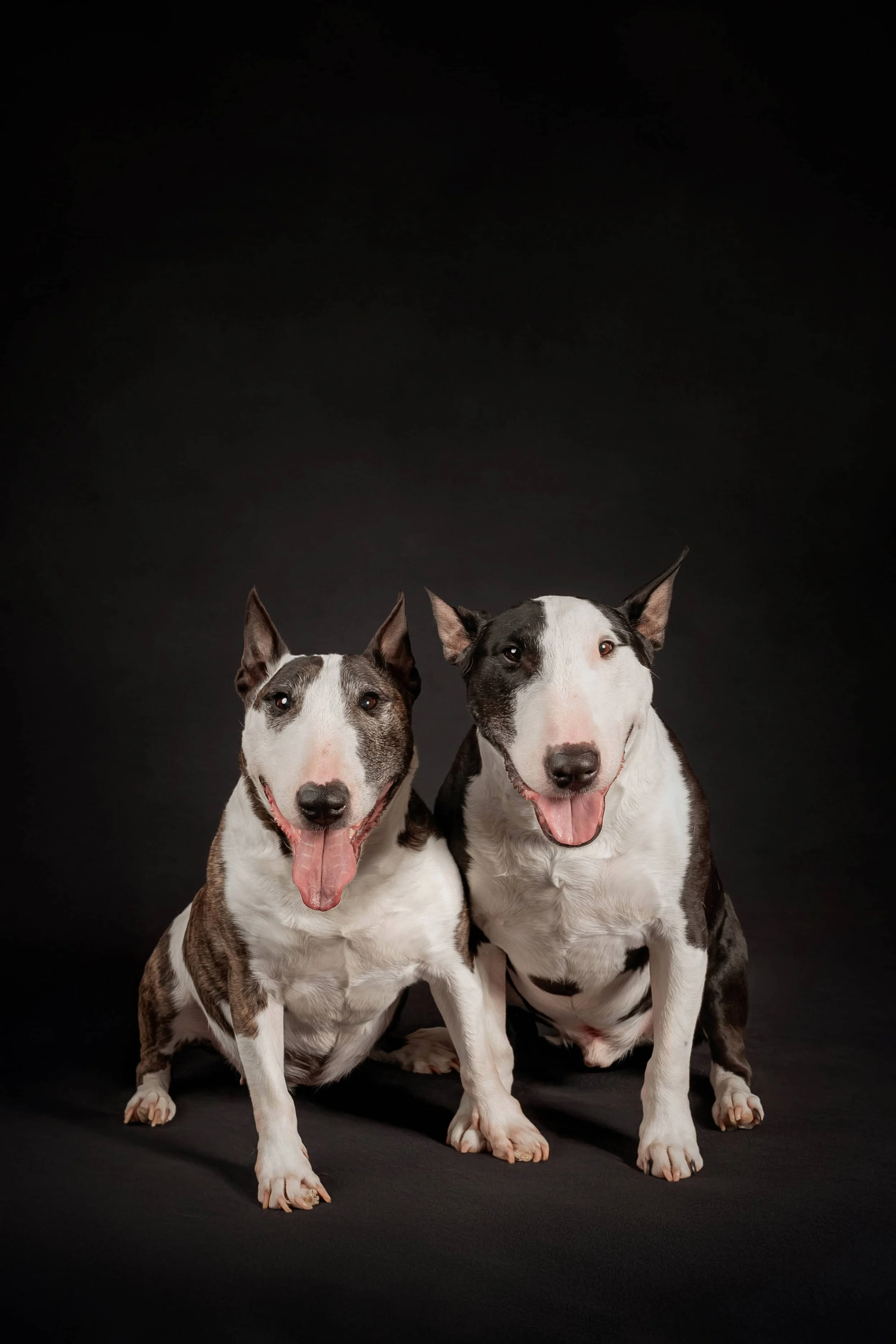 Bull Terrier.jpg