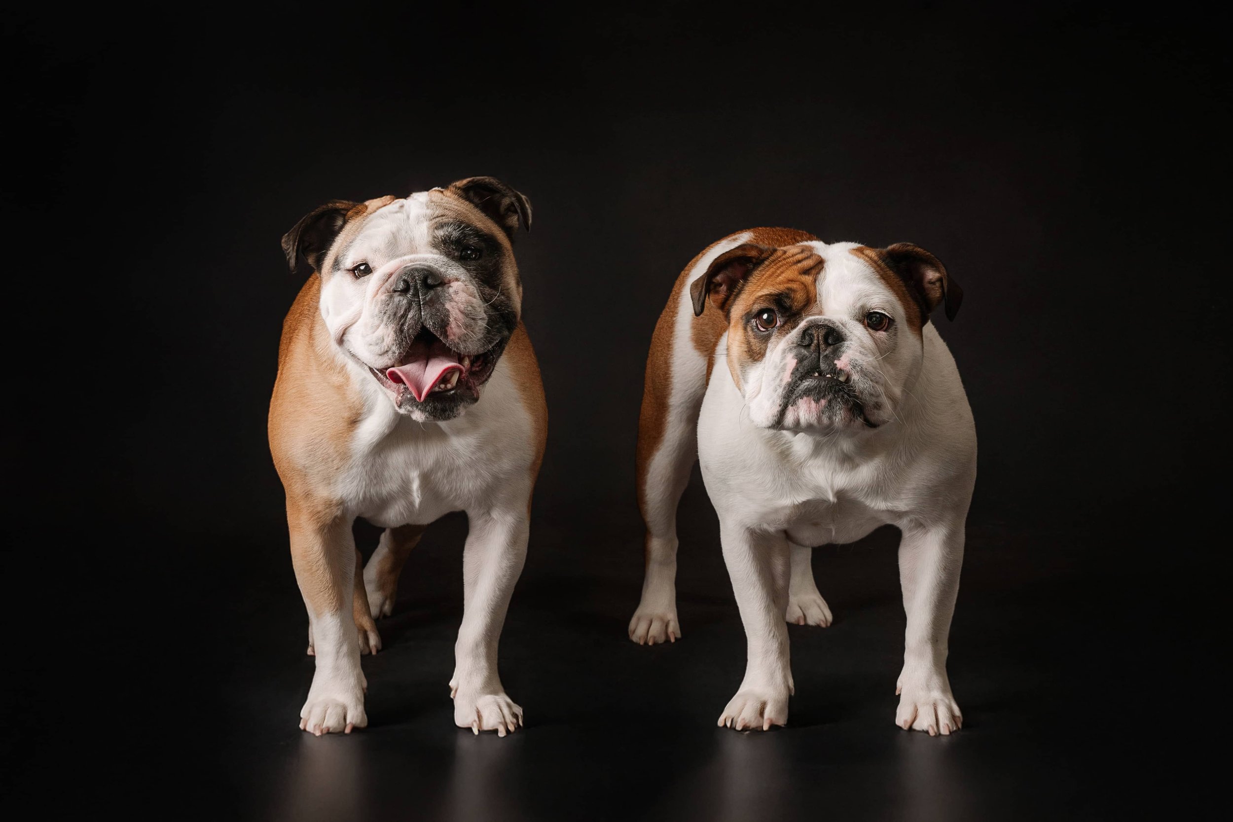 Bulldogs (3).jpg