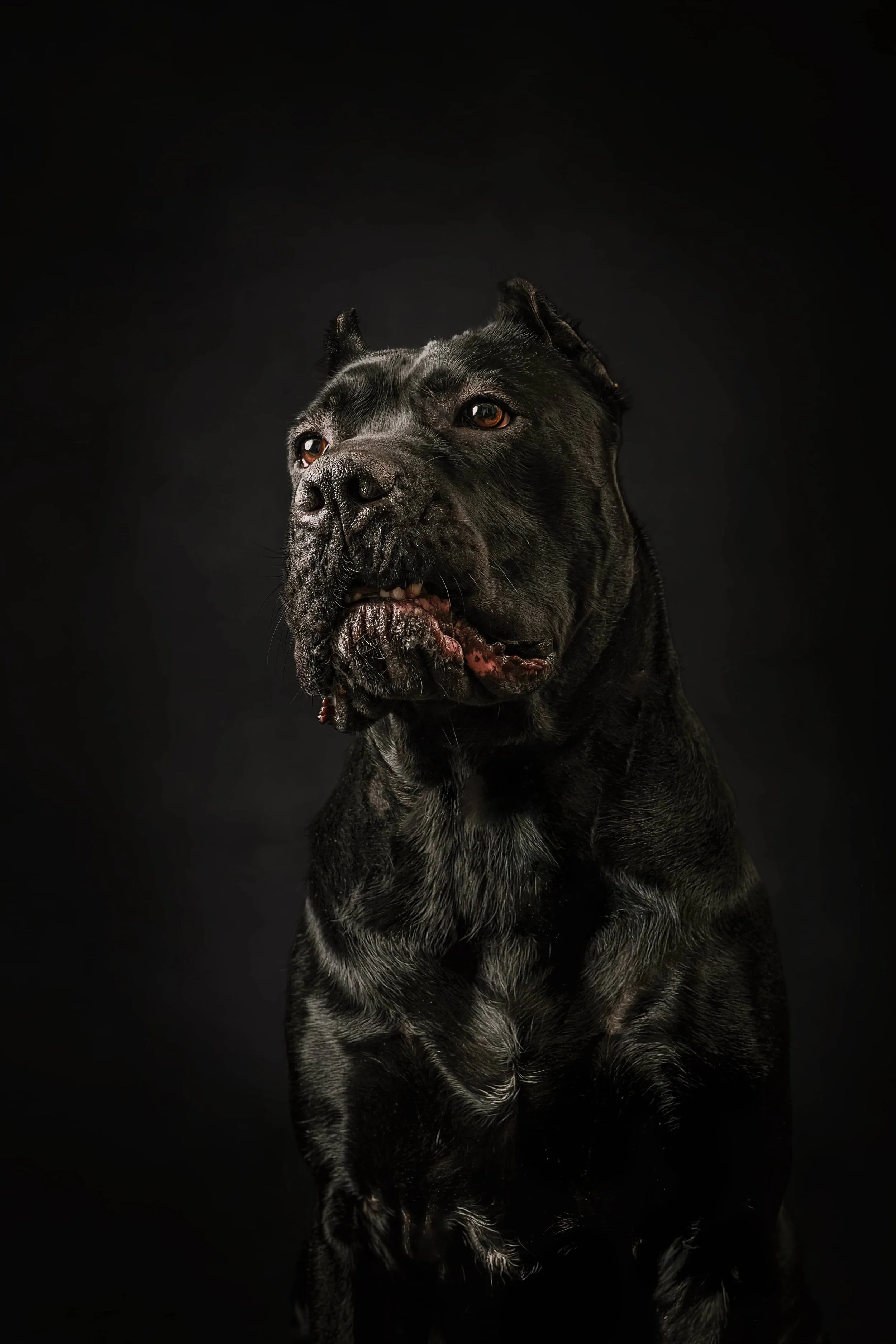 Cane Corso (2).jpg