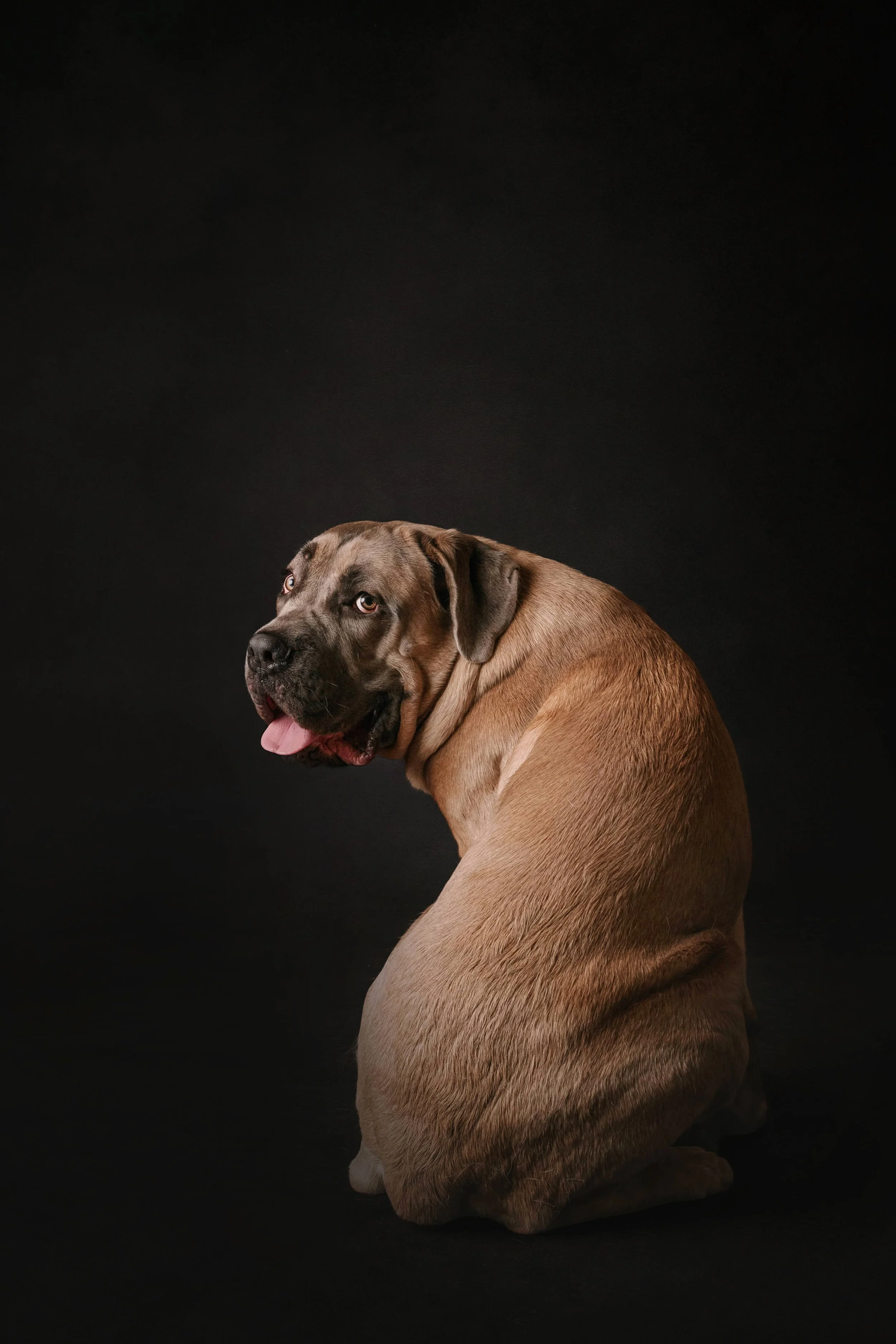 Cane Corso.jpg