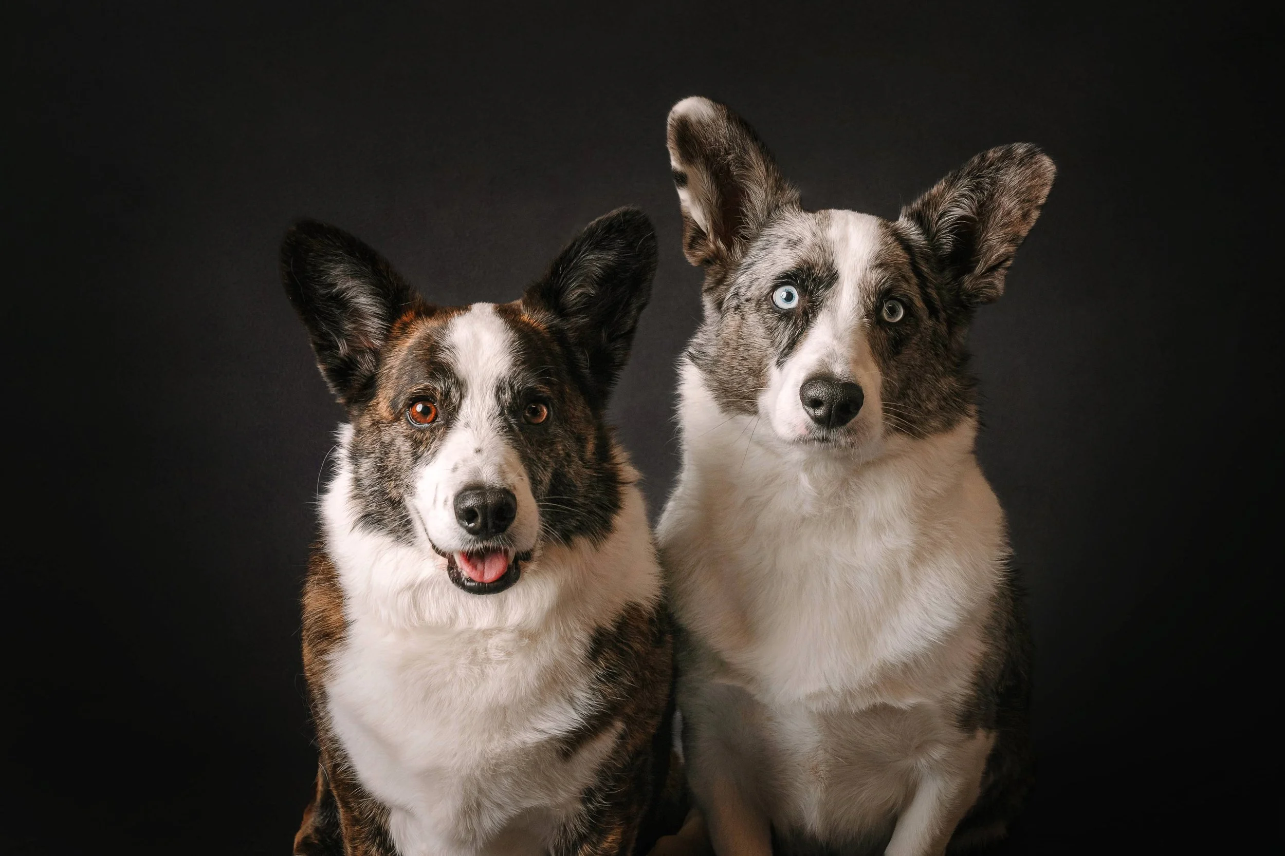 Cardigan Corgis.jpg