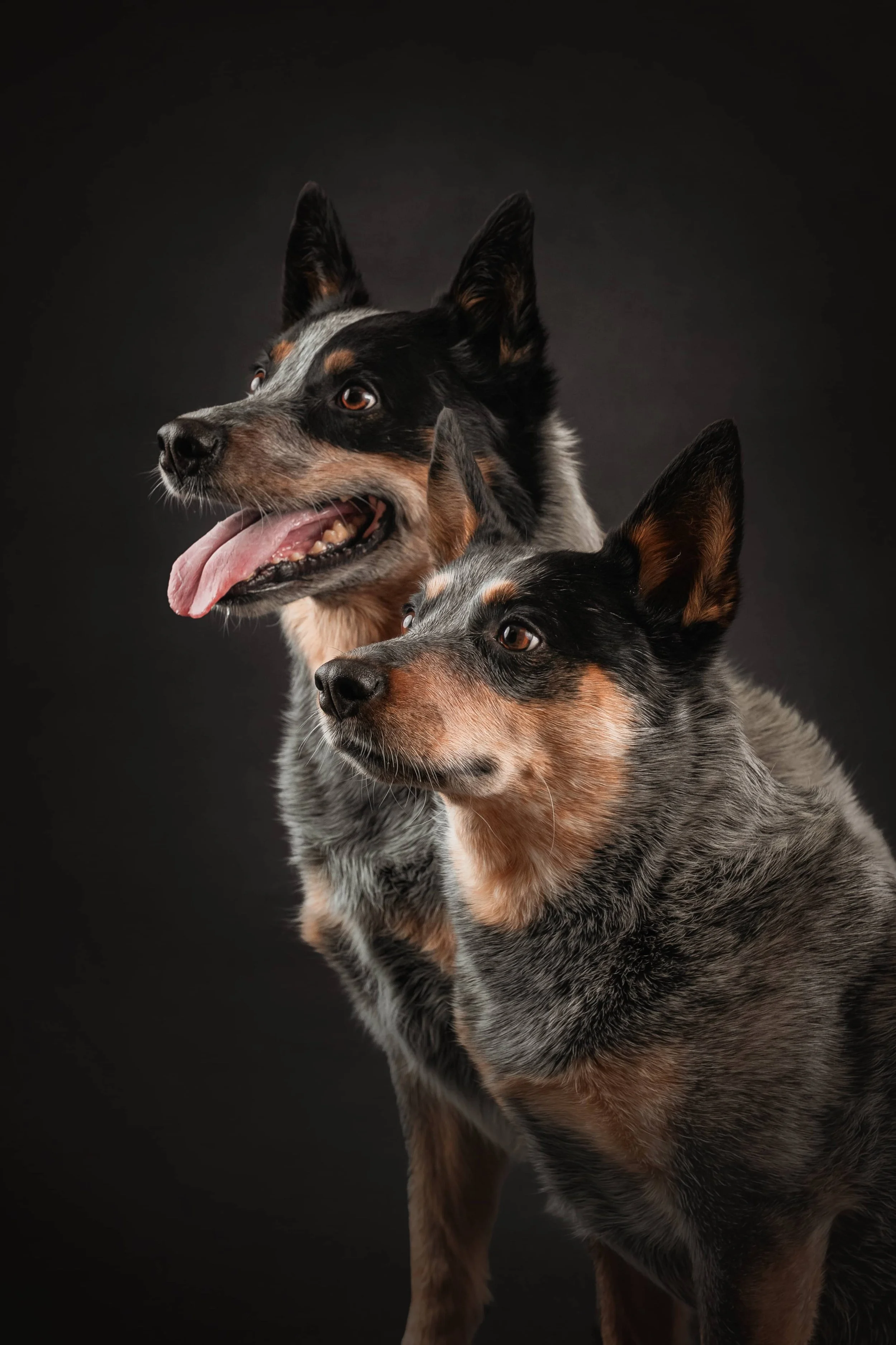 cattle dogs.jpg