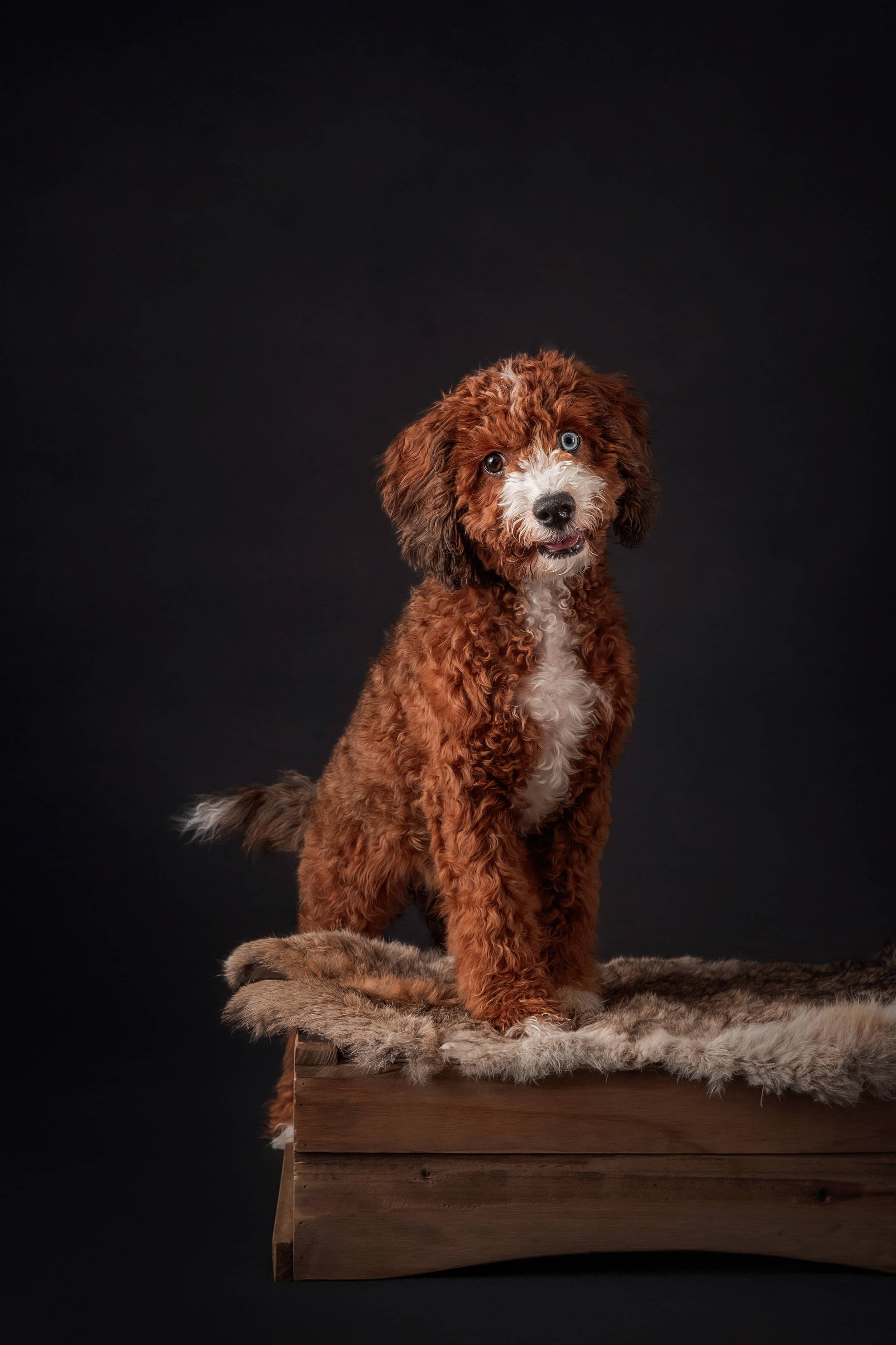 Cavapoo Puppy (2).jpg