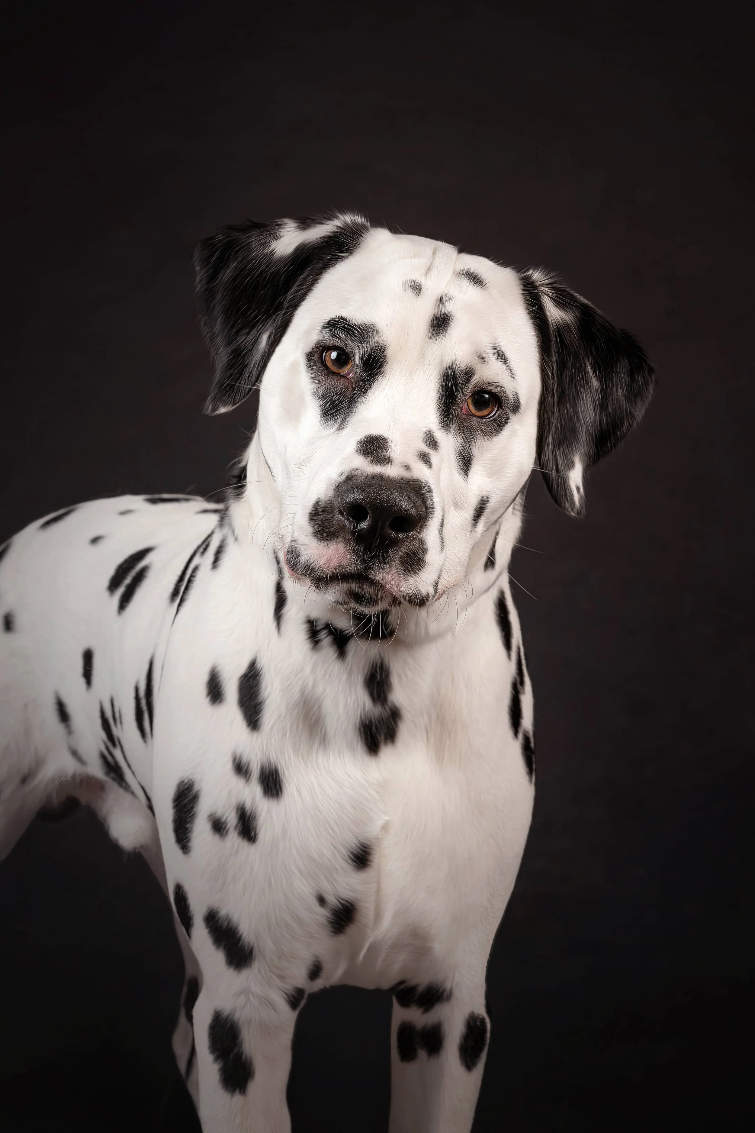 Dalmation.jpg