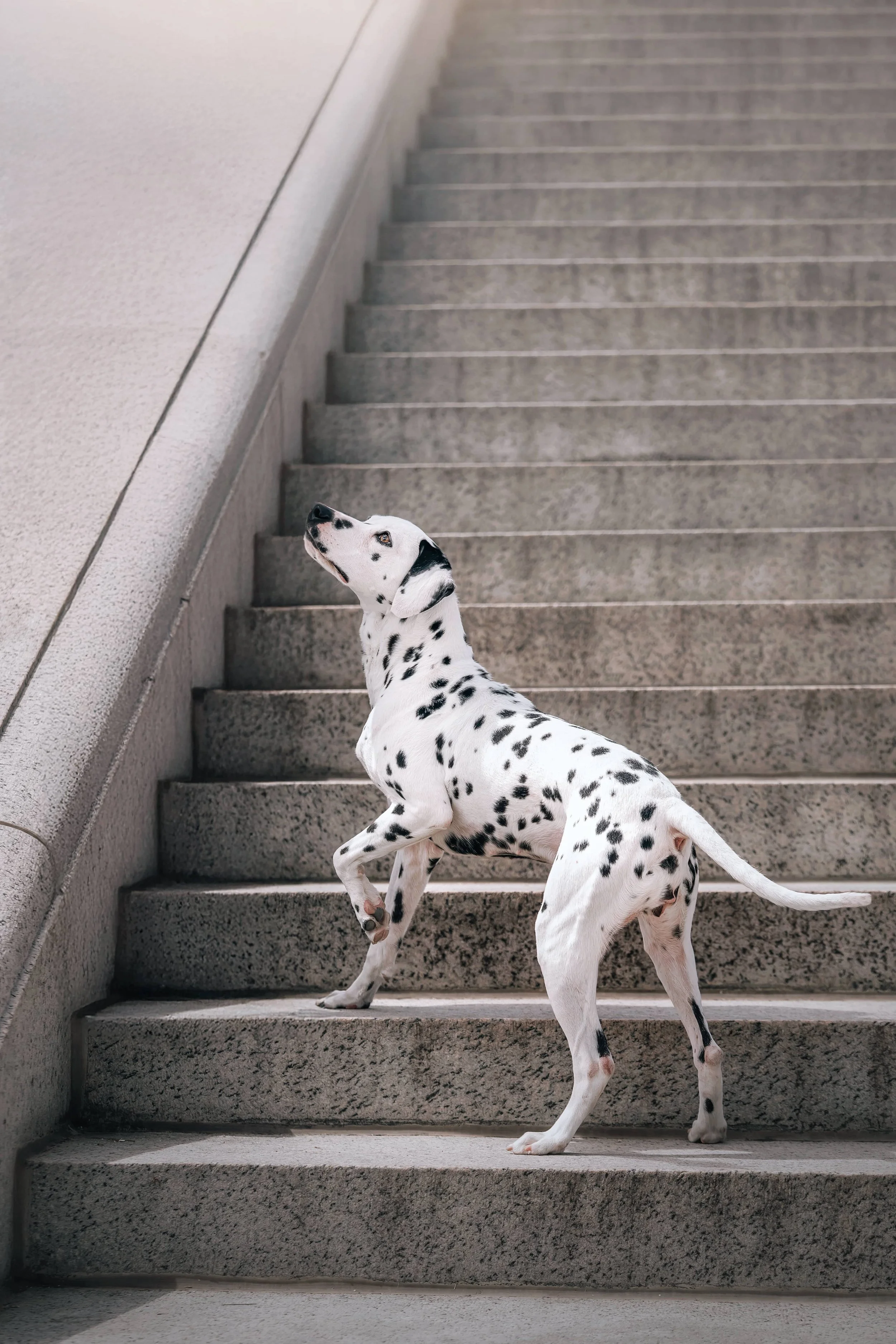 Dalmations (1).jpg