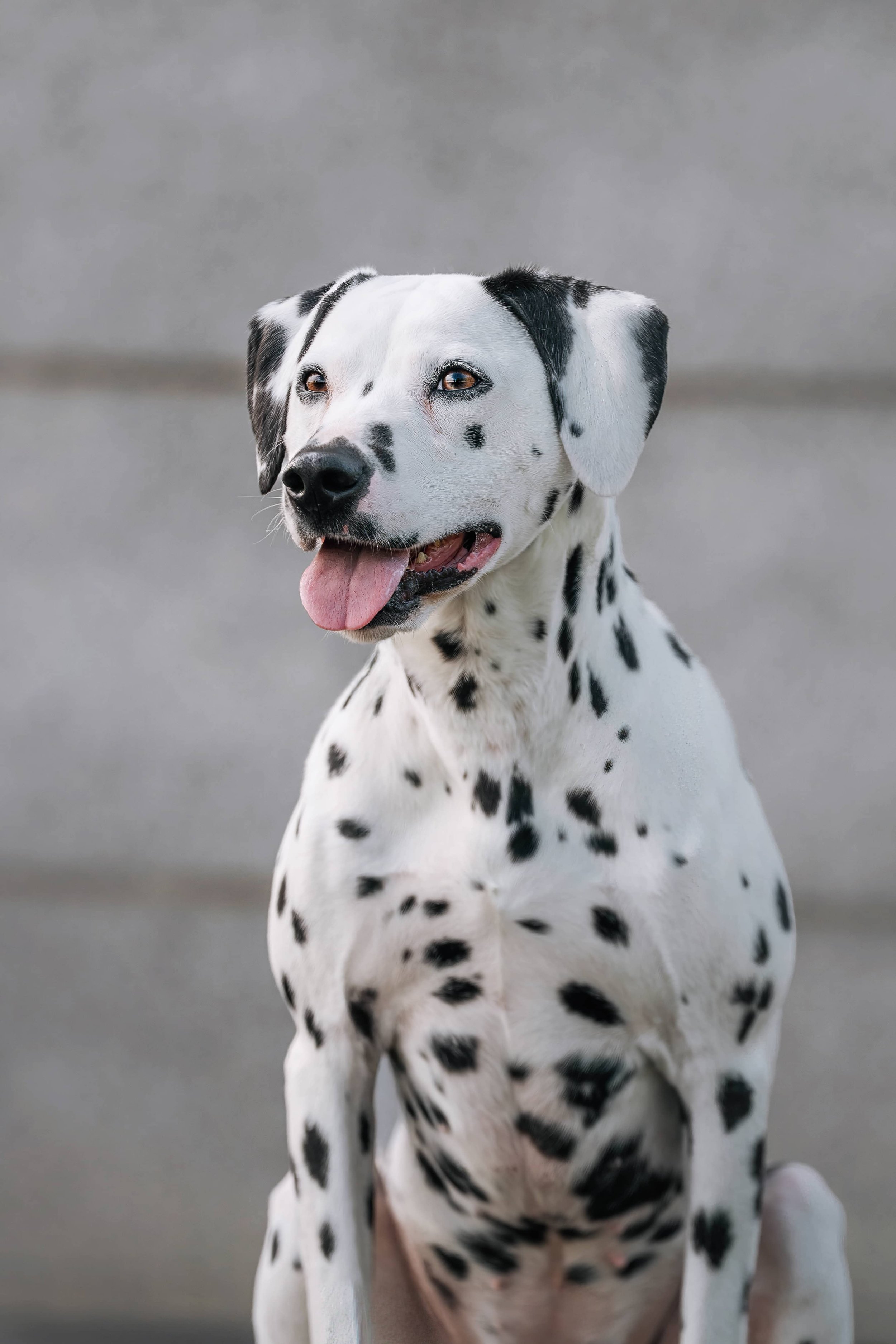 Dalmations (3).jpg