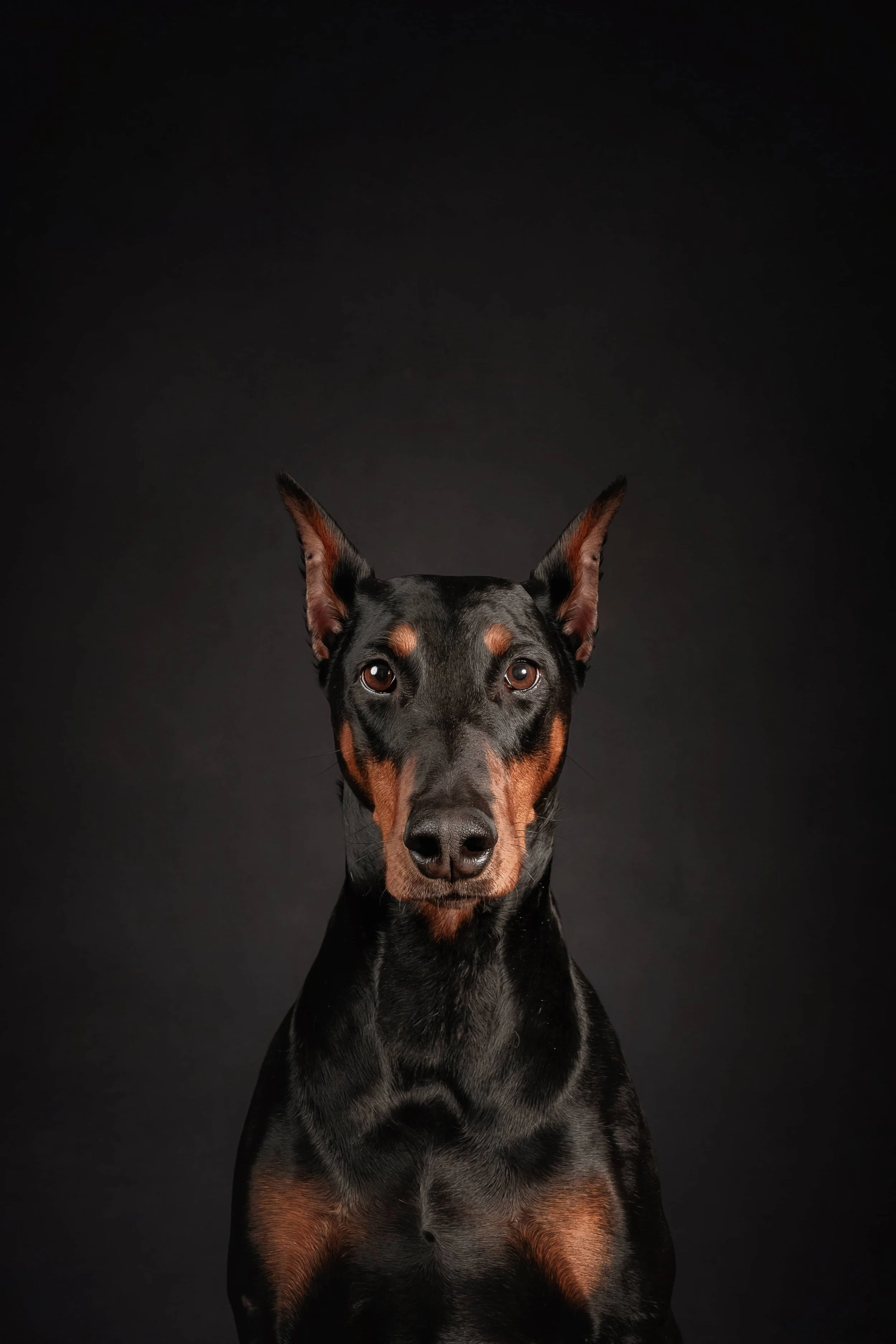 Doberman (5).jpg