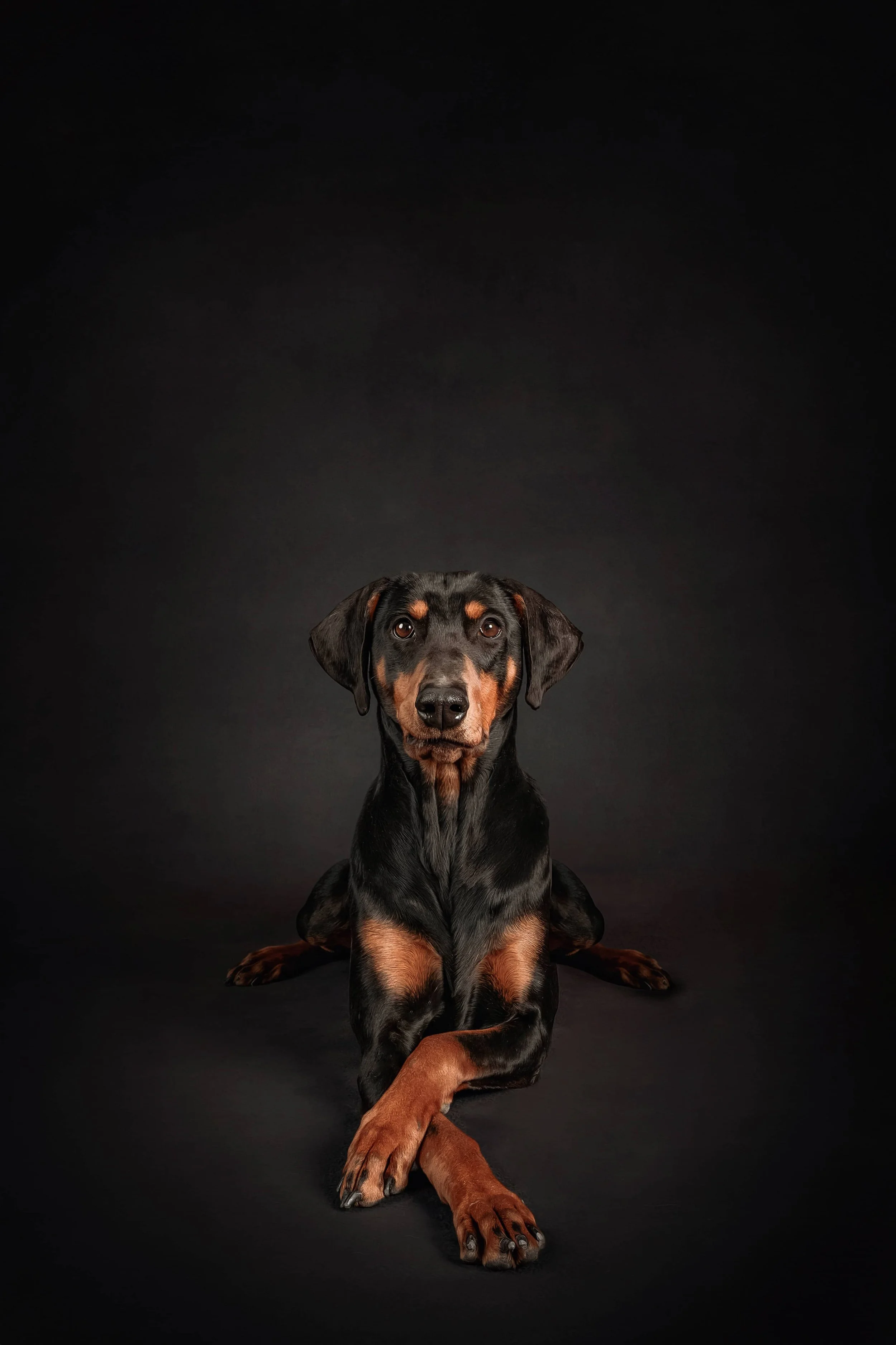 Doberman (6).jpg
