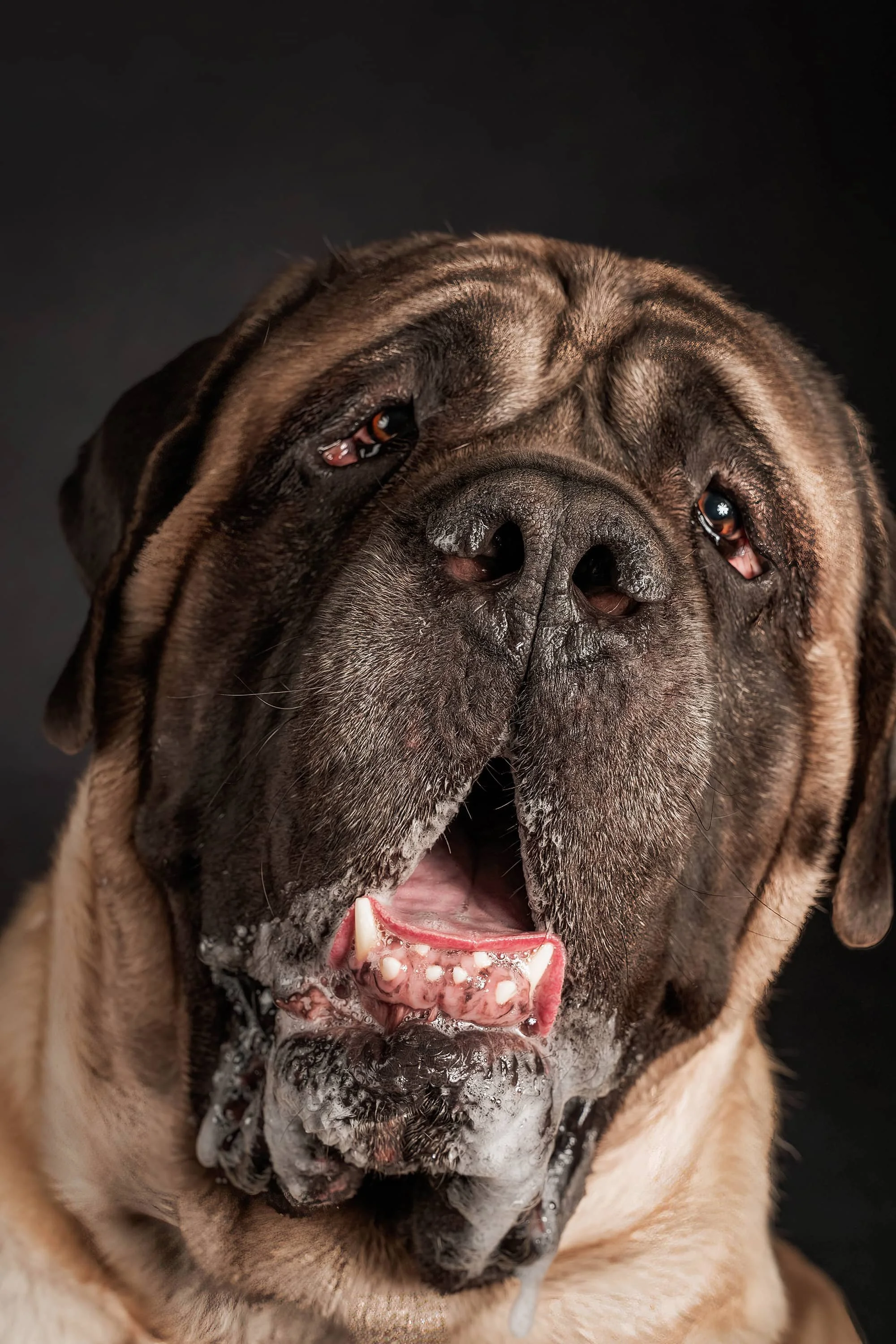 English Mastiff (3).jpg