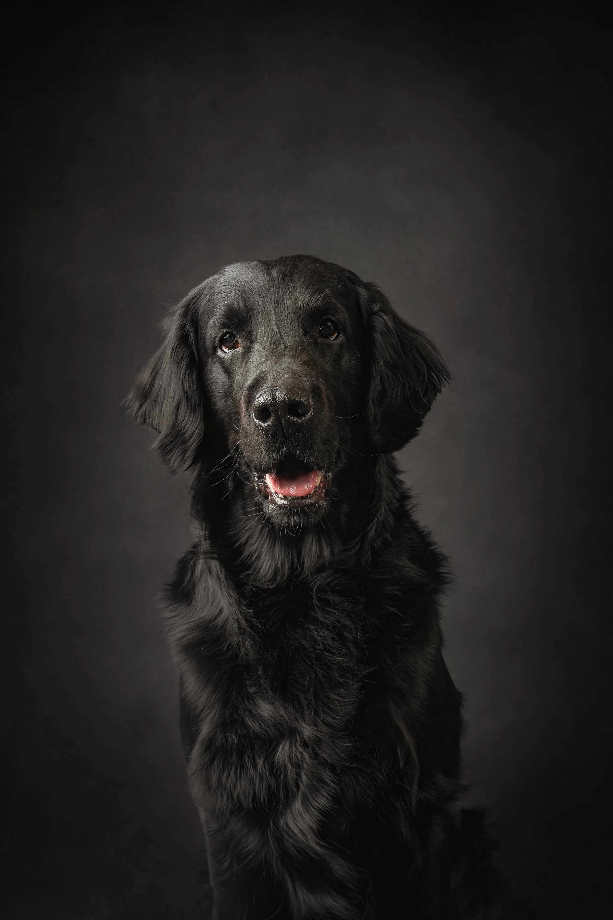 flat coat retriever.jpg
