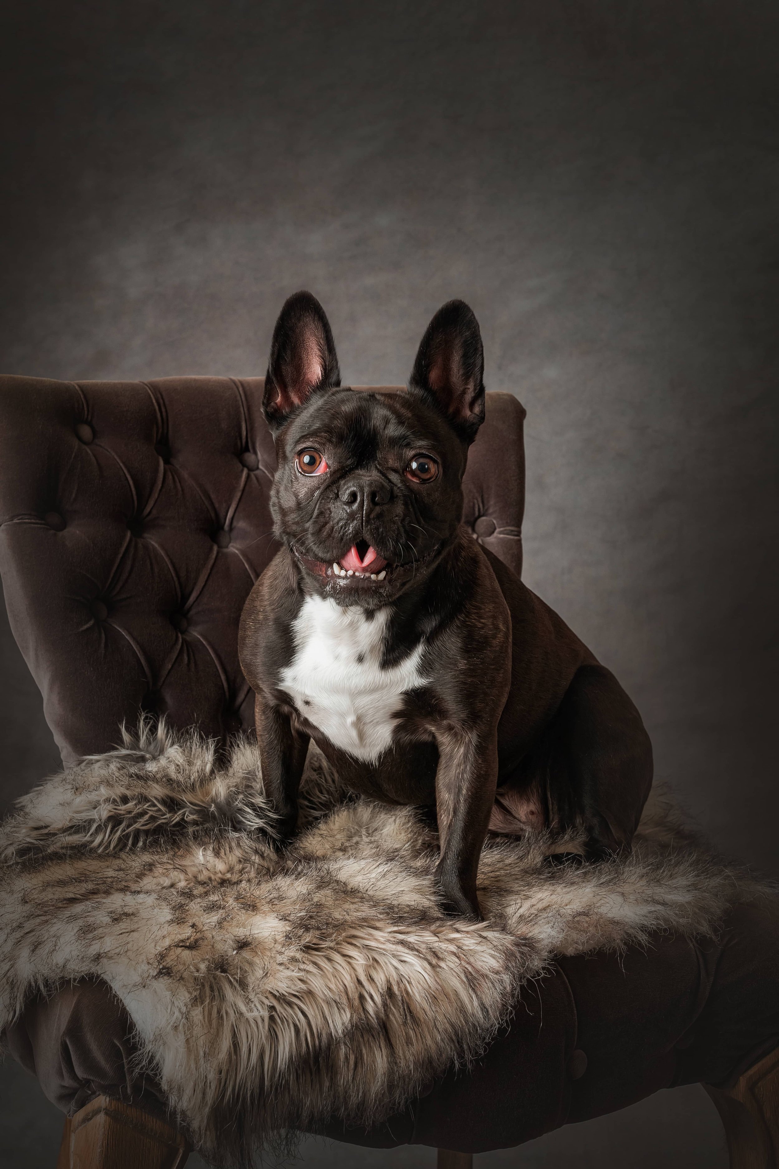 French Bulldog (1).jpg
