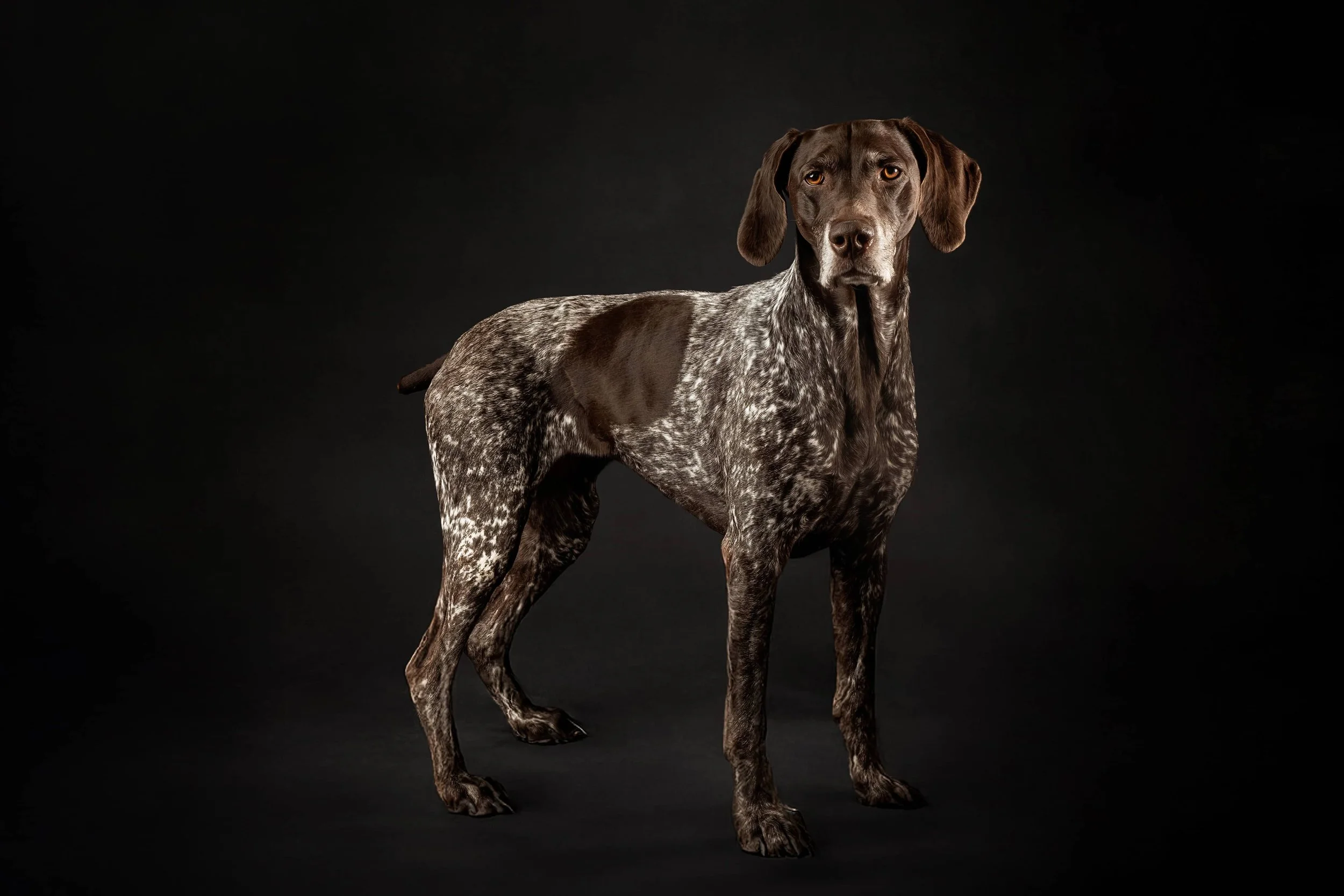 German Pointer.jpg