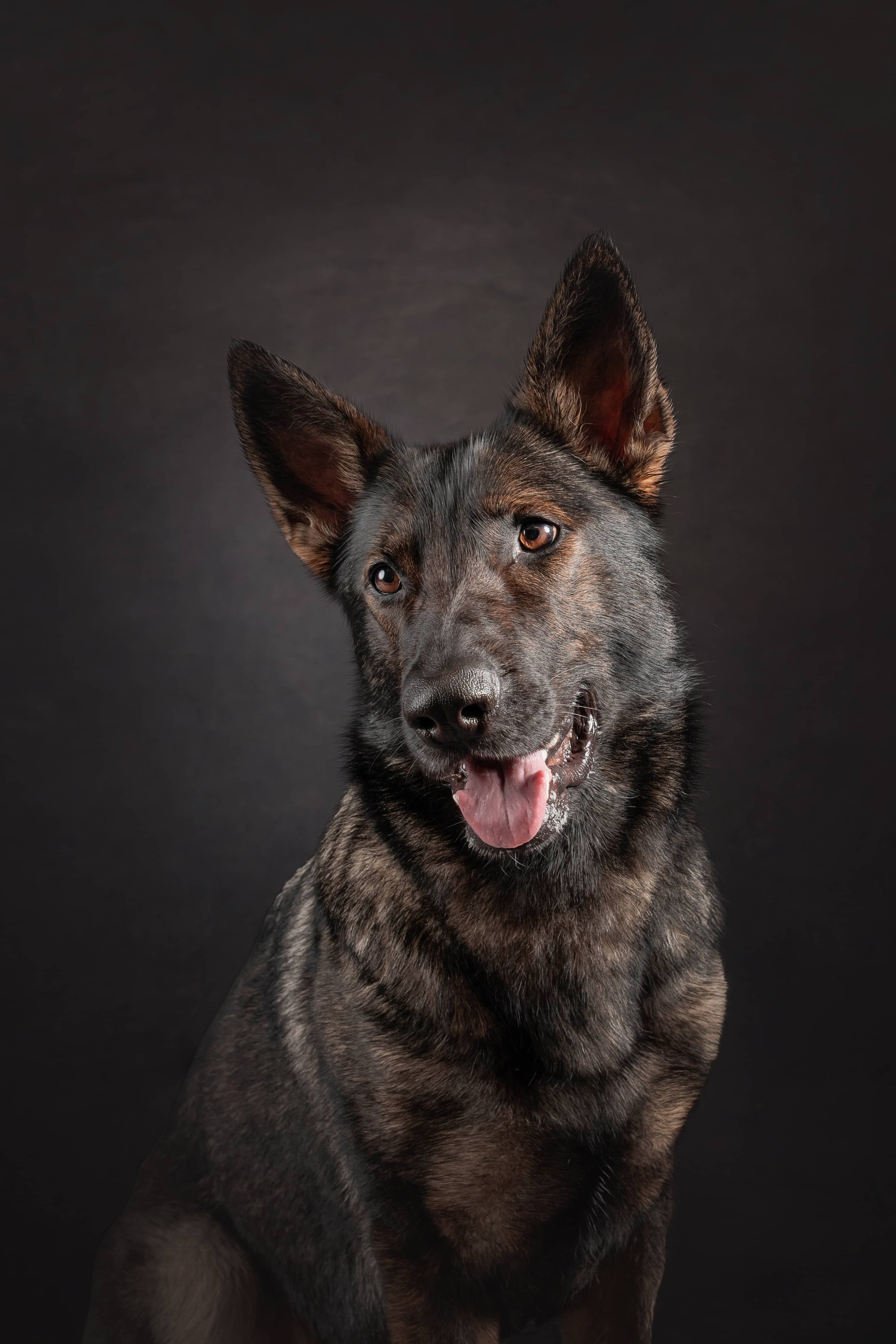 German Shepherd short (2).jpg