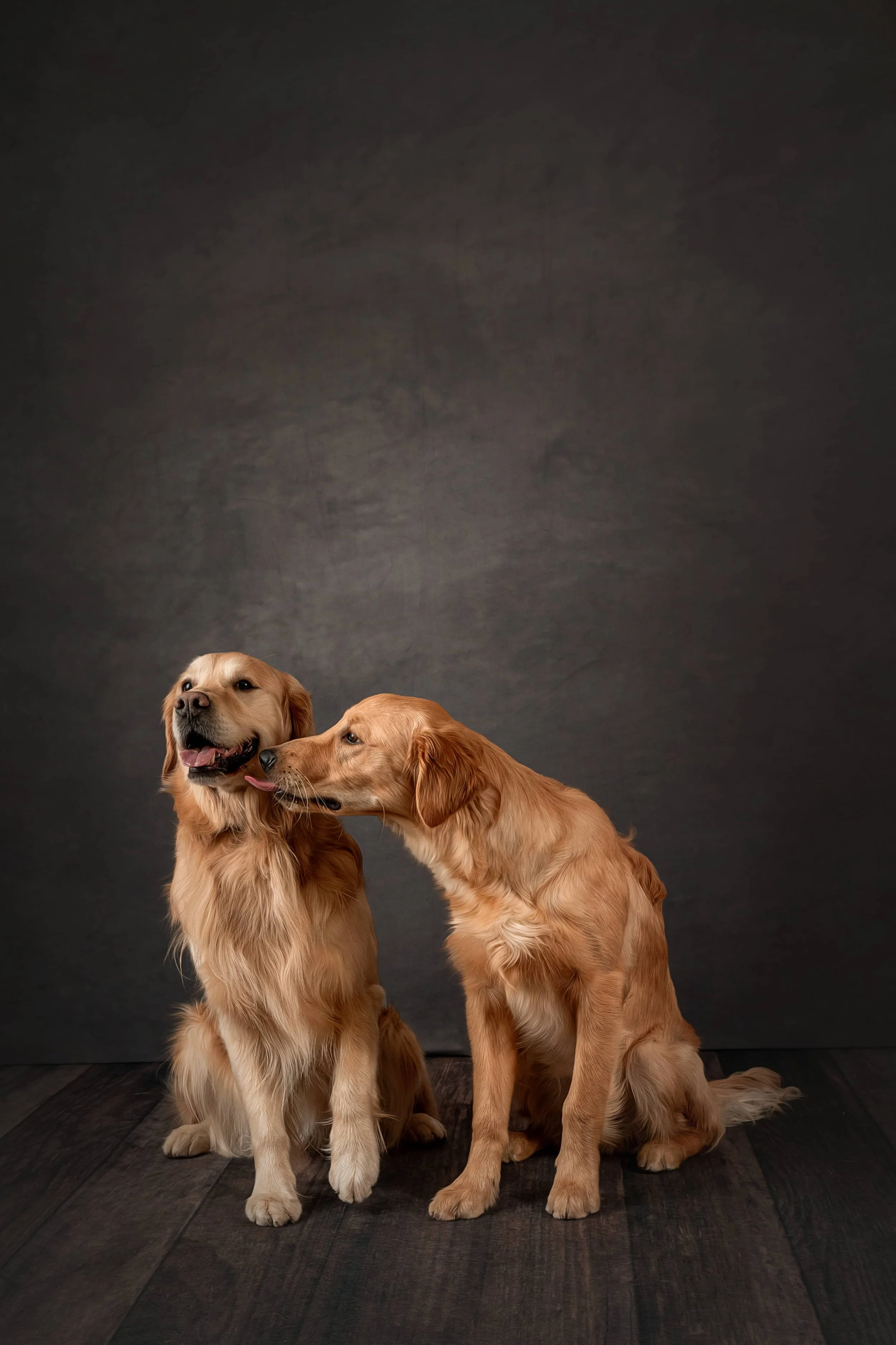 Golden Retriever (3).jpg