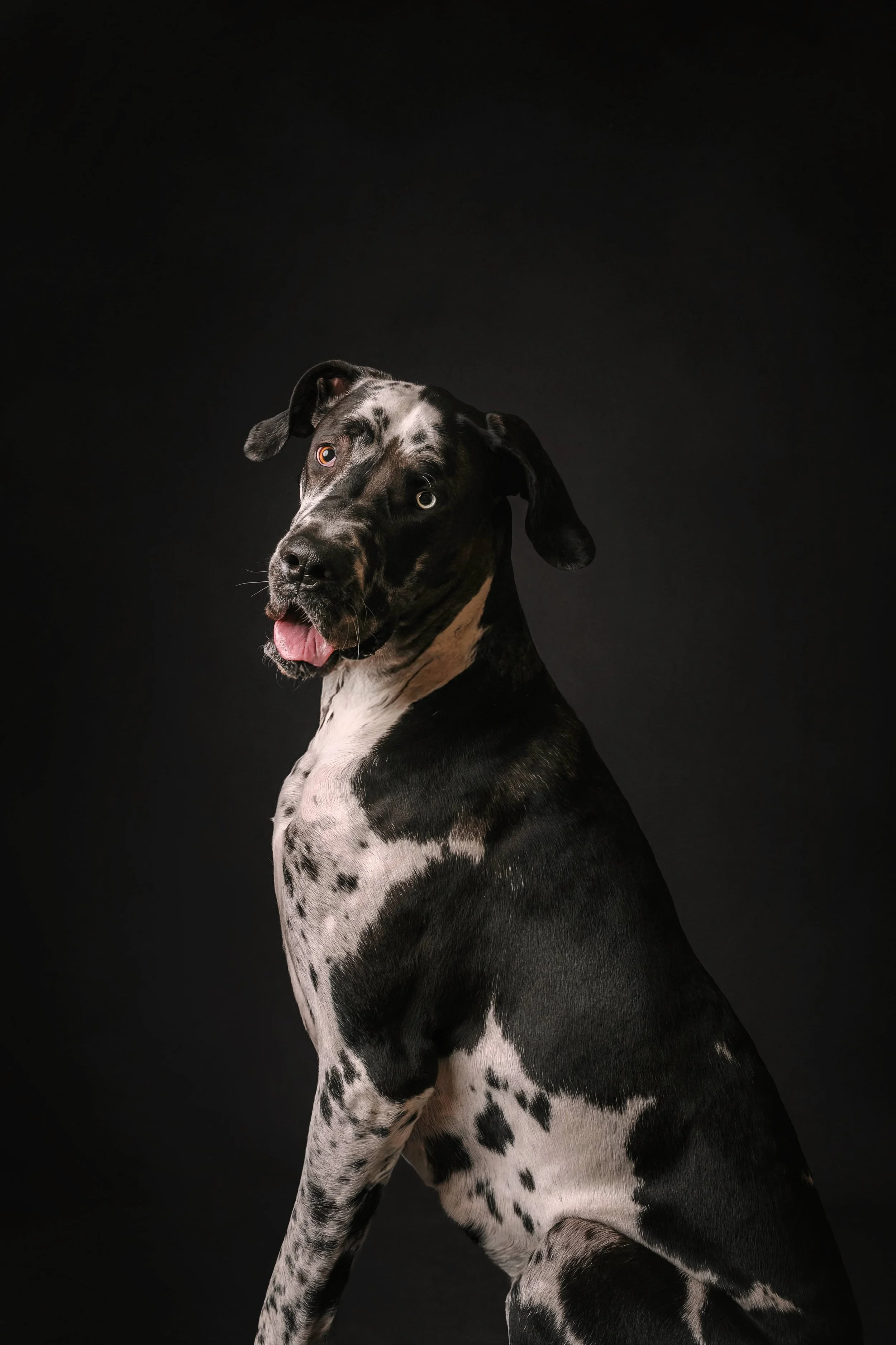 Great Dane.jpg