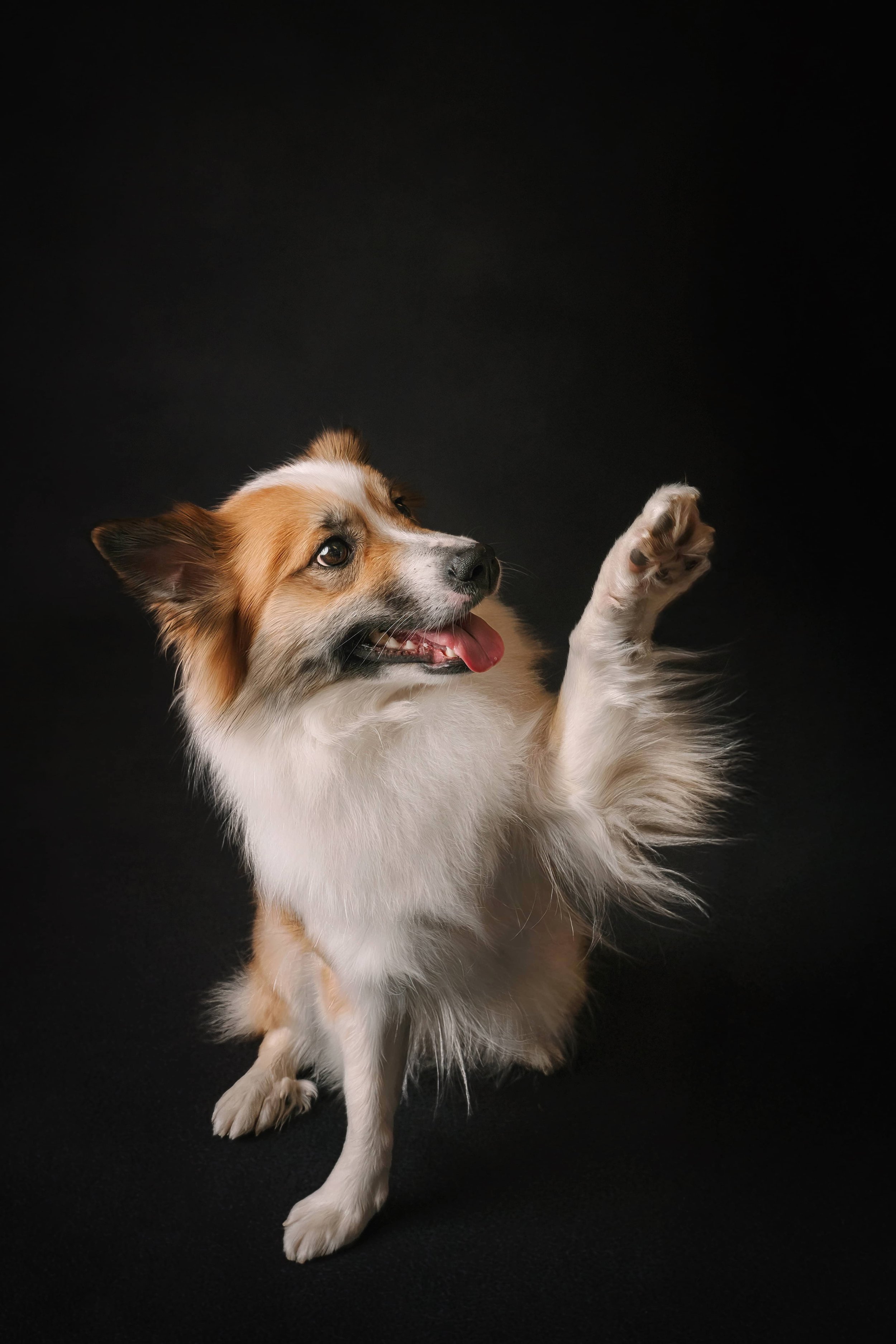 Icelandic Paw.jpg