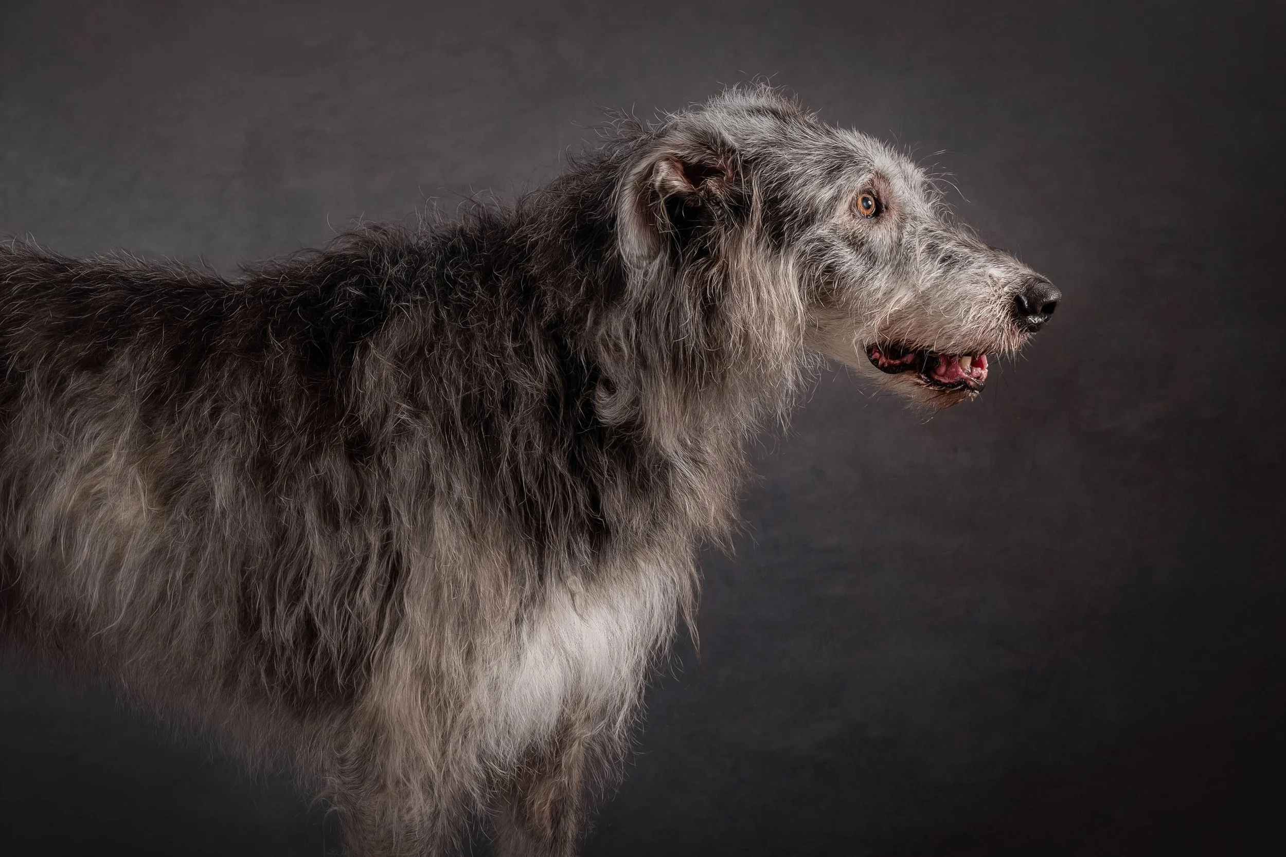 Irish Wolfhound (1).jpg
