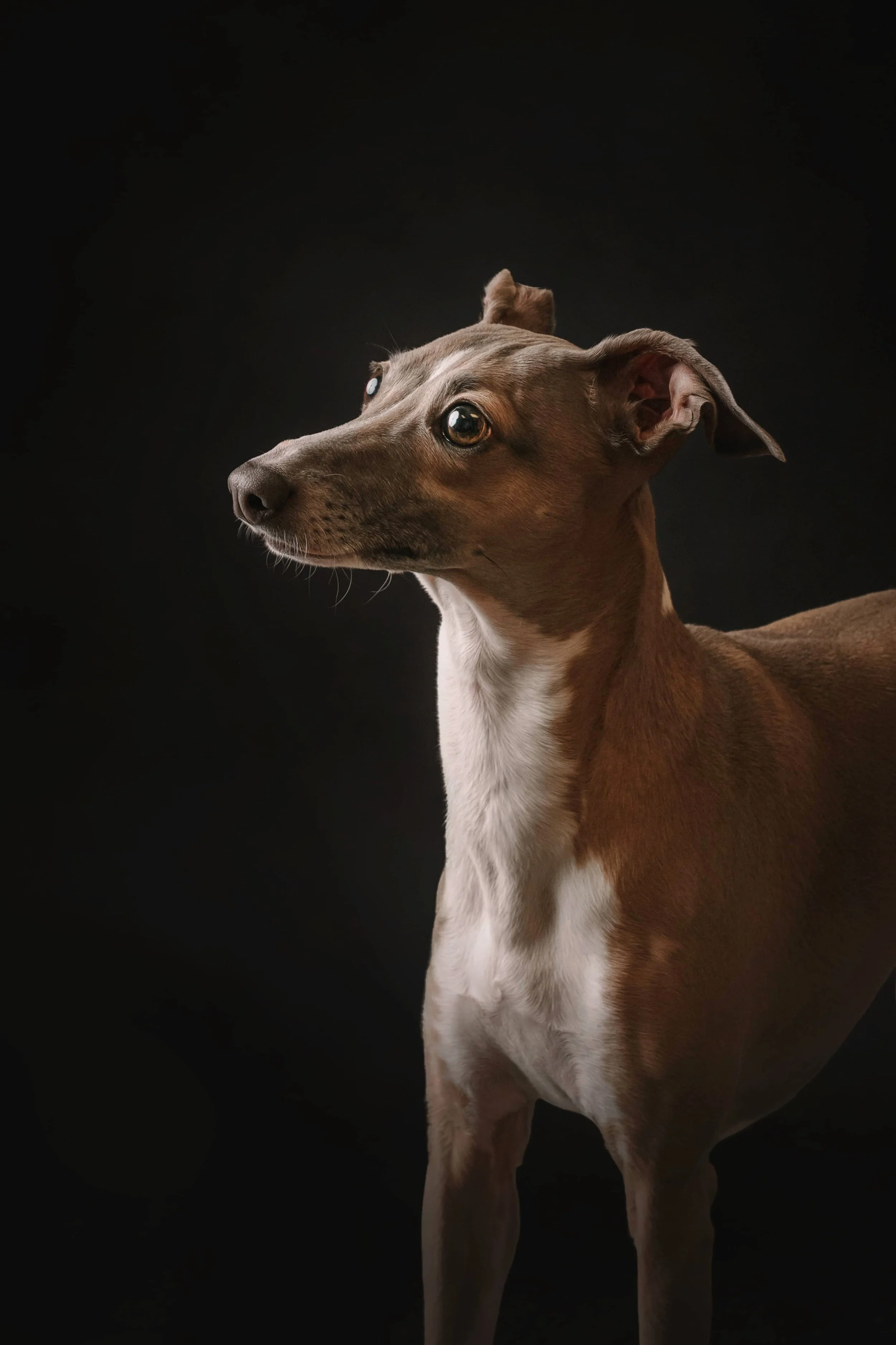 Italian greyhound.jpg