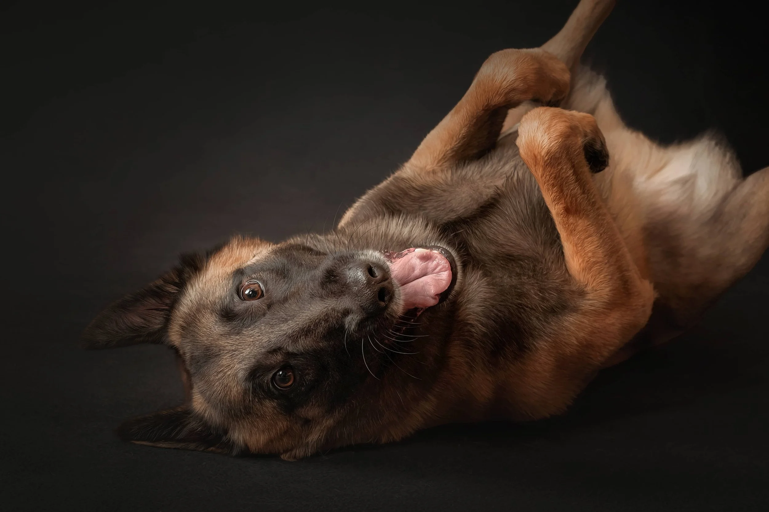 Malinois (1).jpg