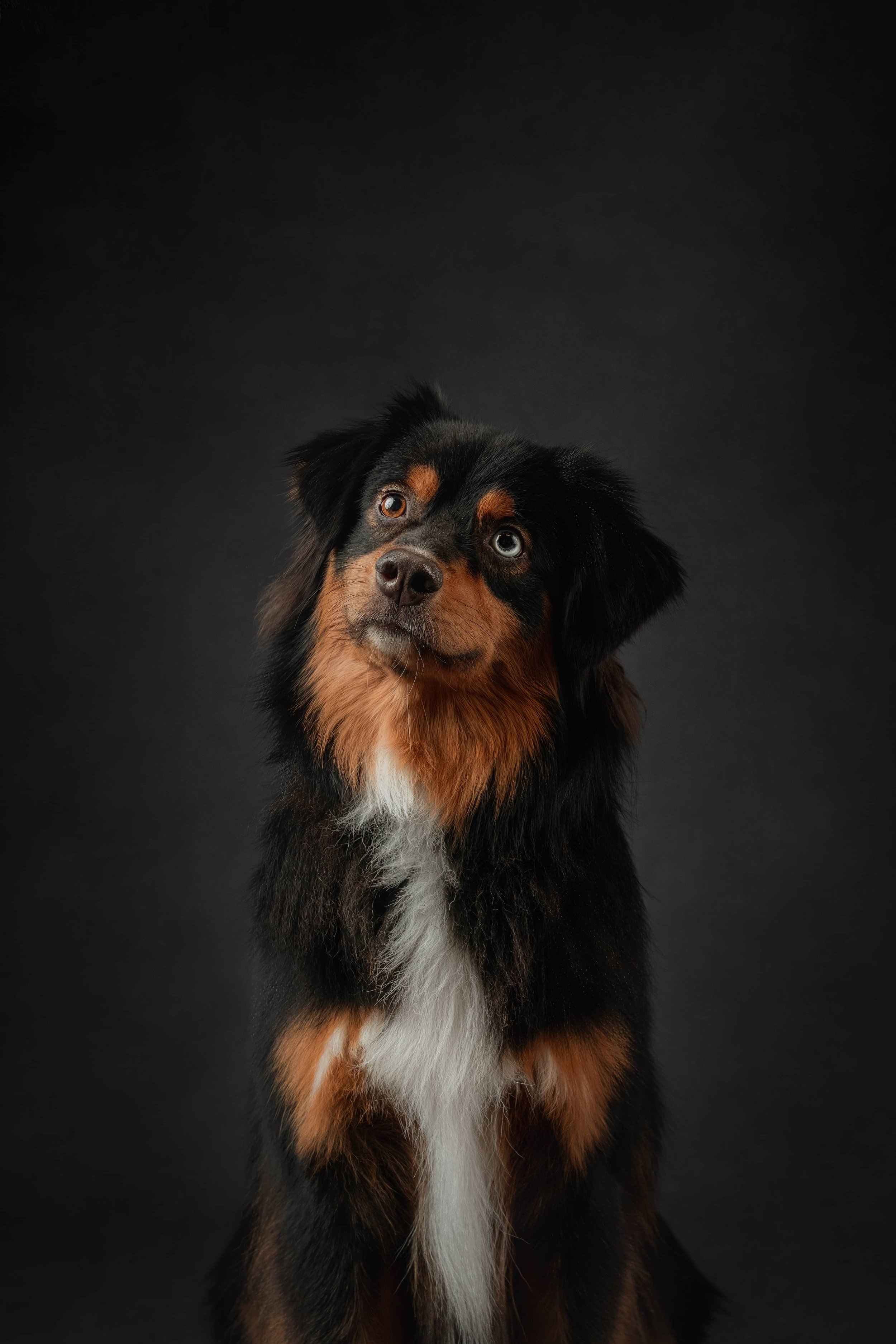 Mini American Shepherd.jpg