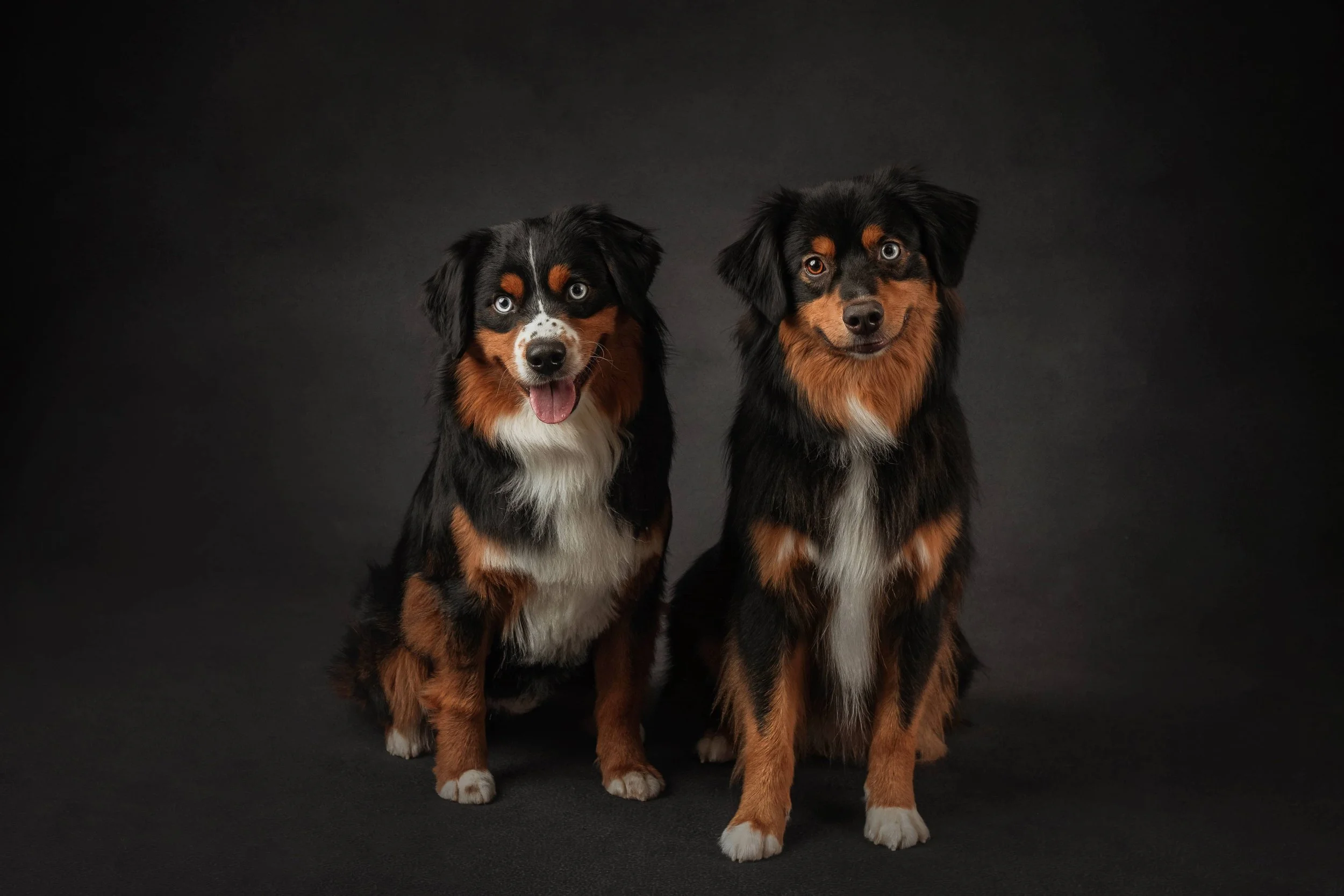 Mini American Shepherds.jpg