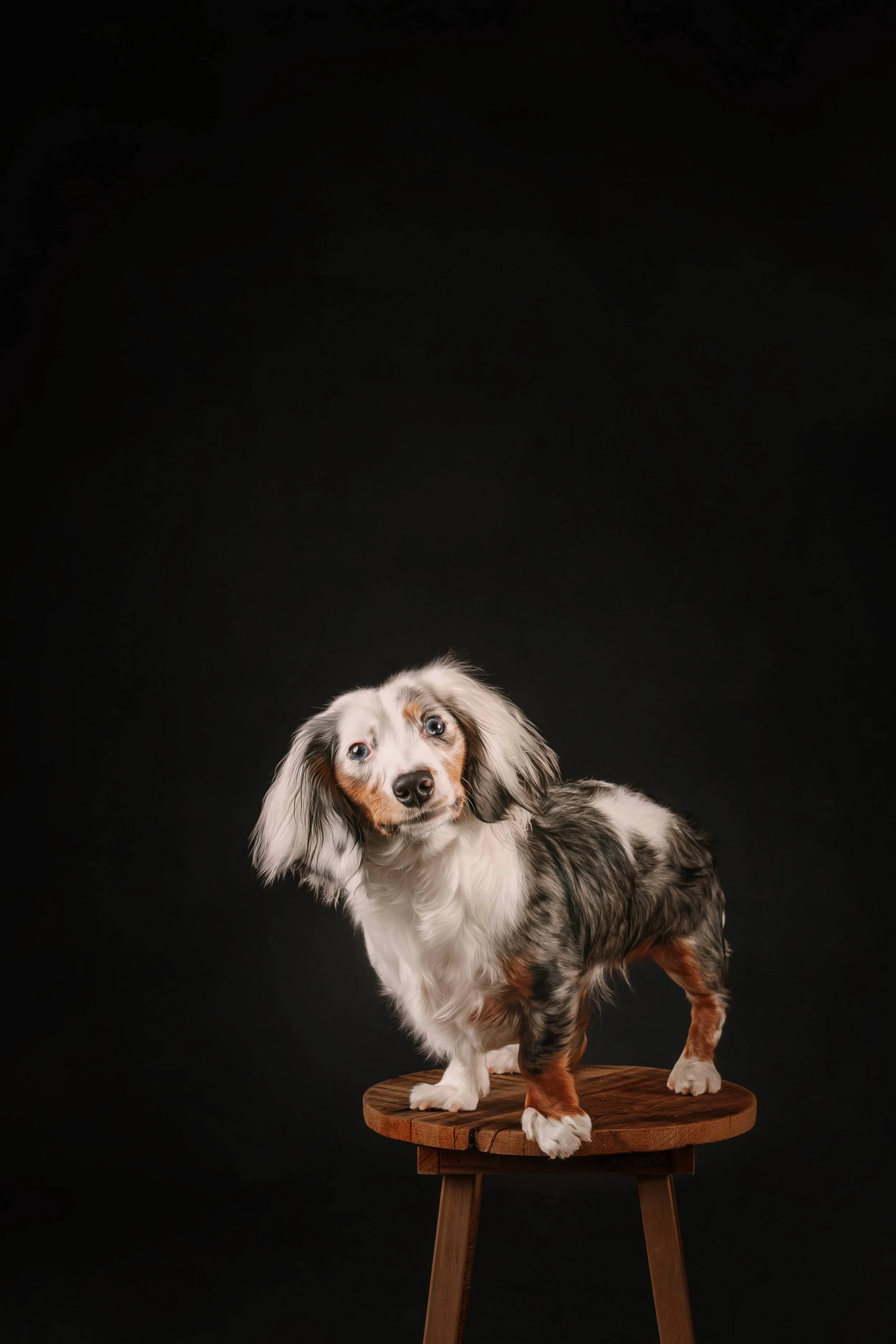MiniDachshund (2).jpg