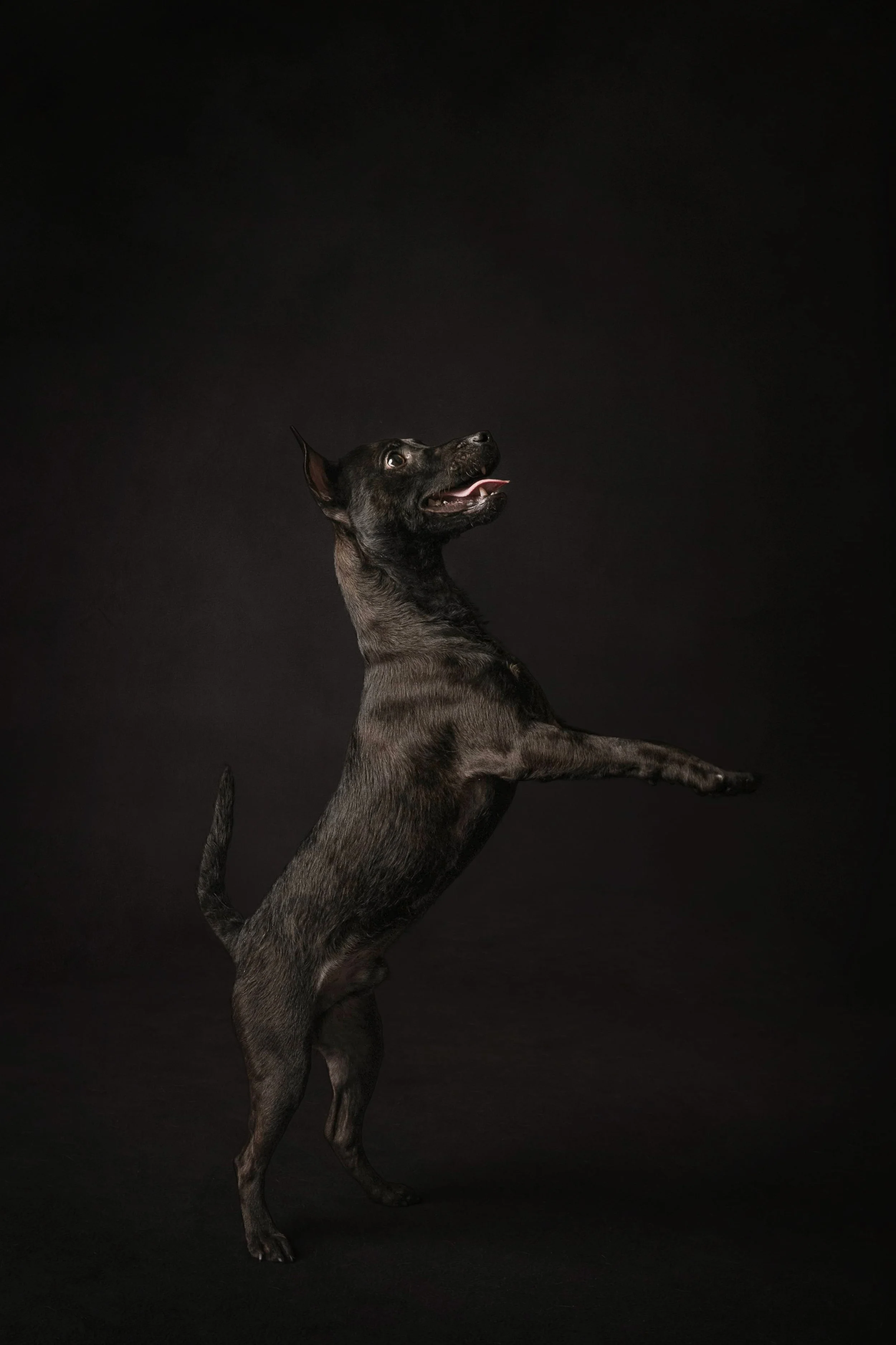 patterdale terrier.jpg