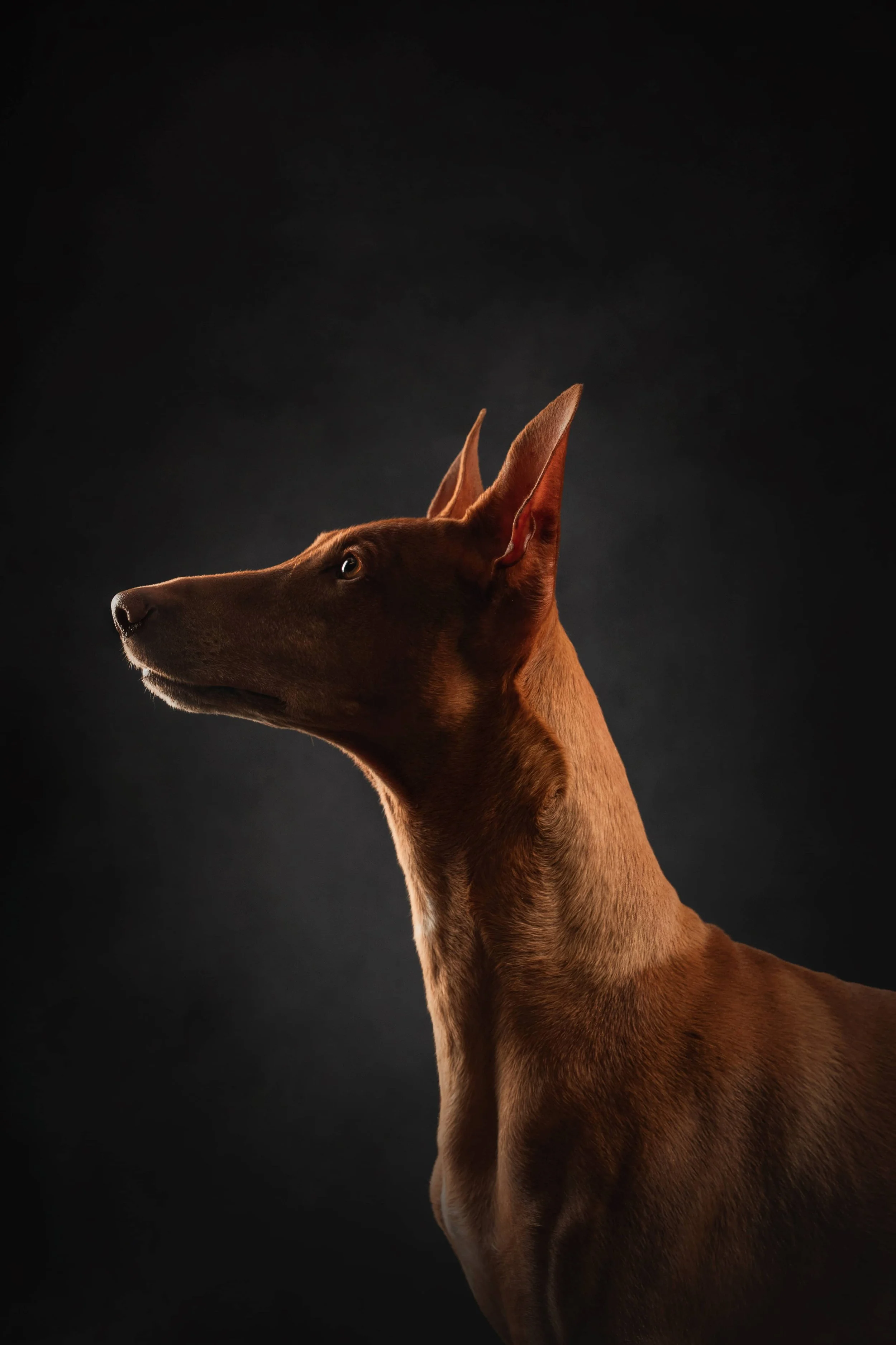 Pharoah hound 2.jpg