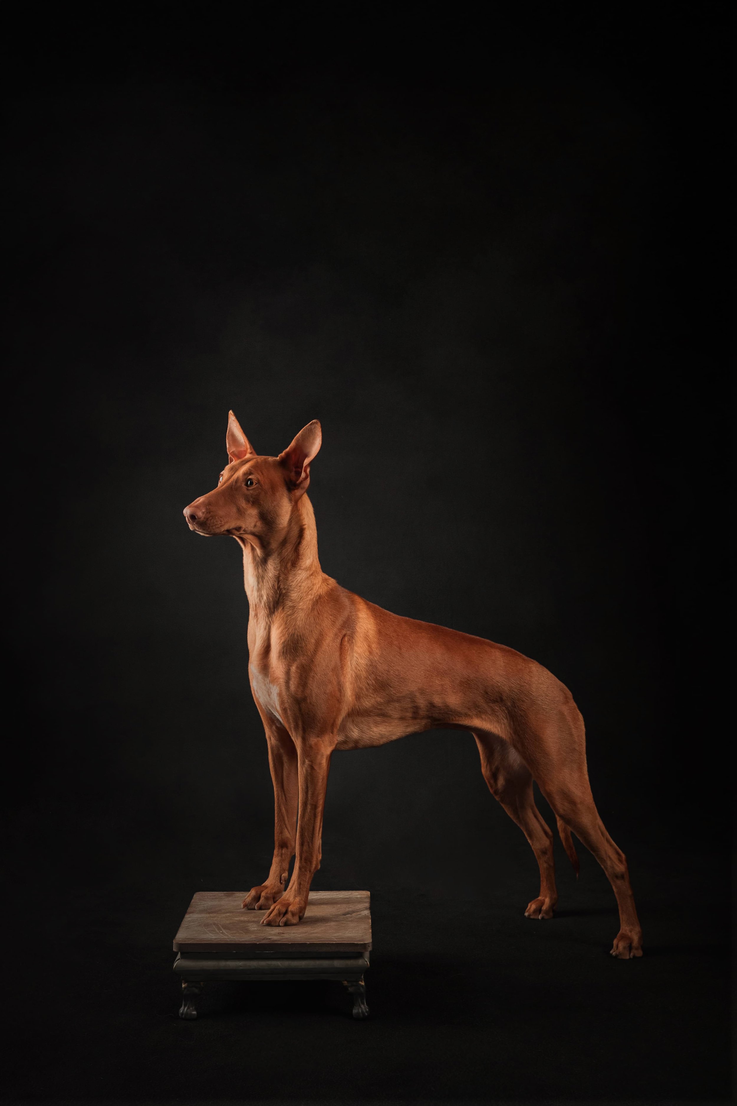 Pharoah Hound 44.jpg