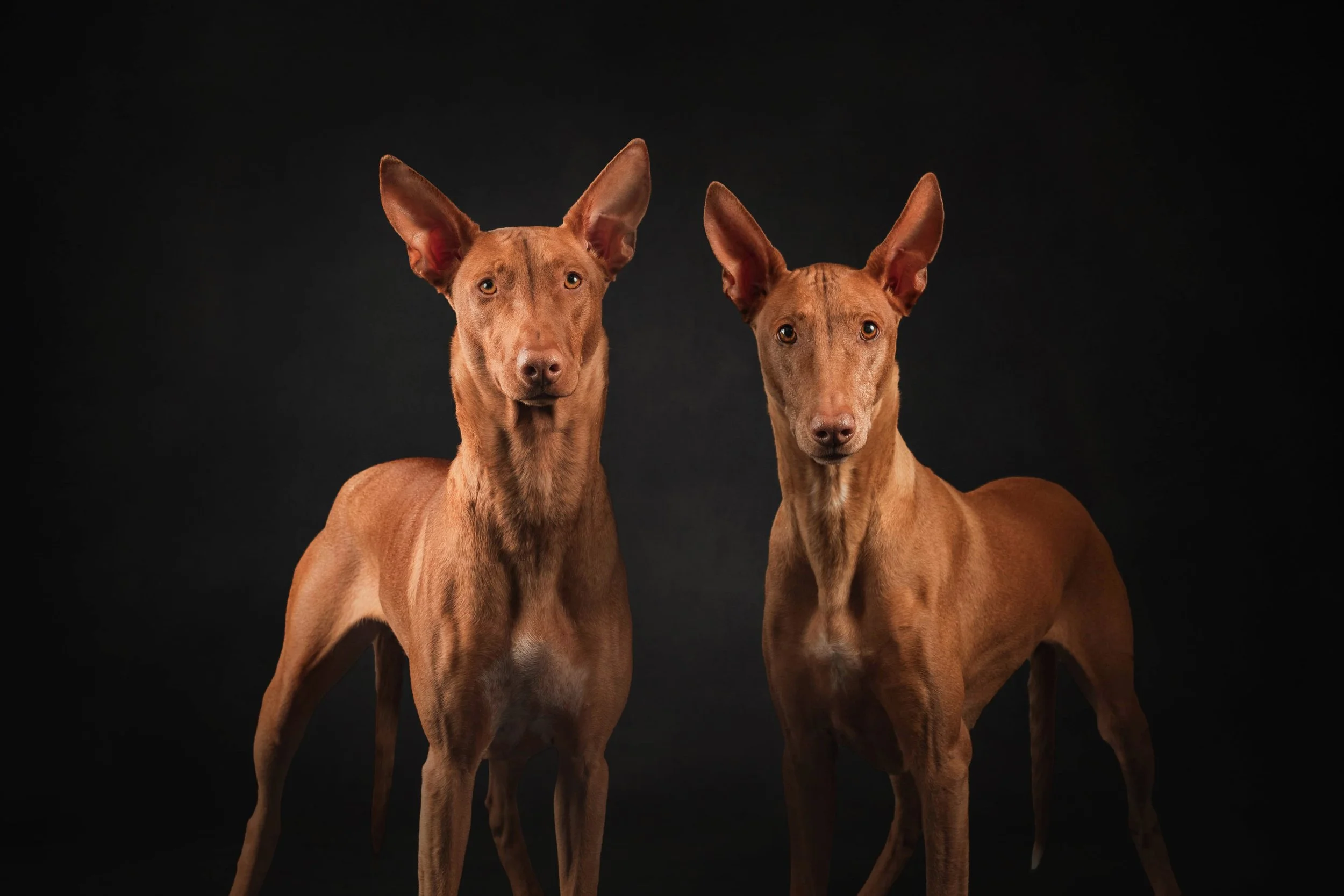 Pharoah Hounds.jpg