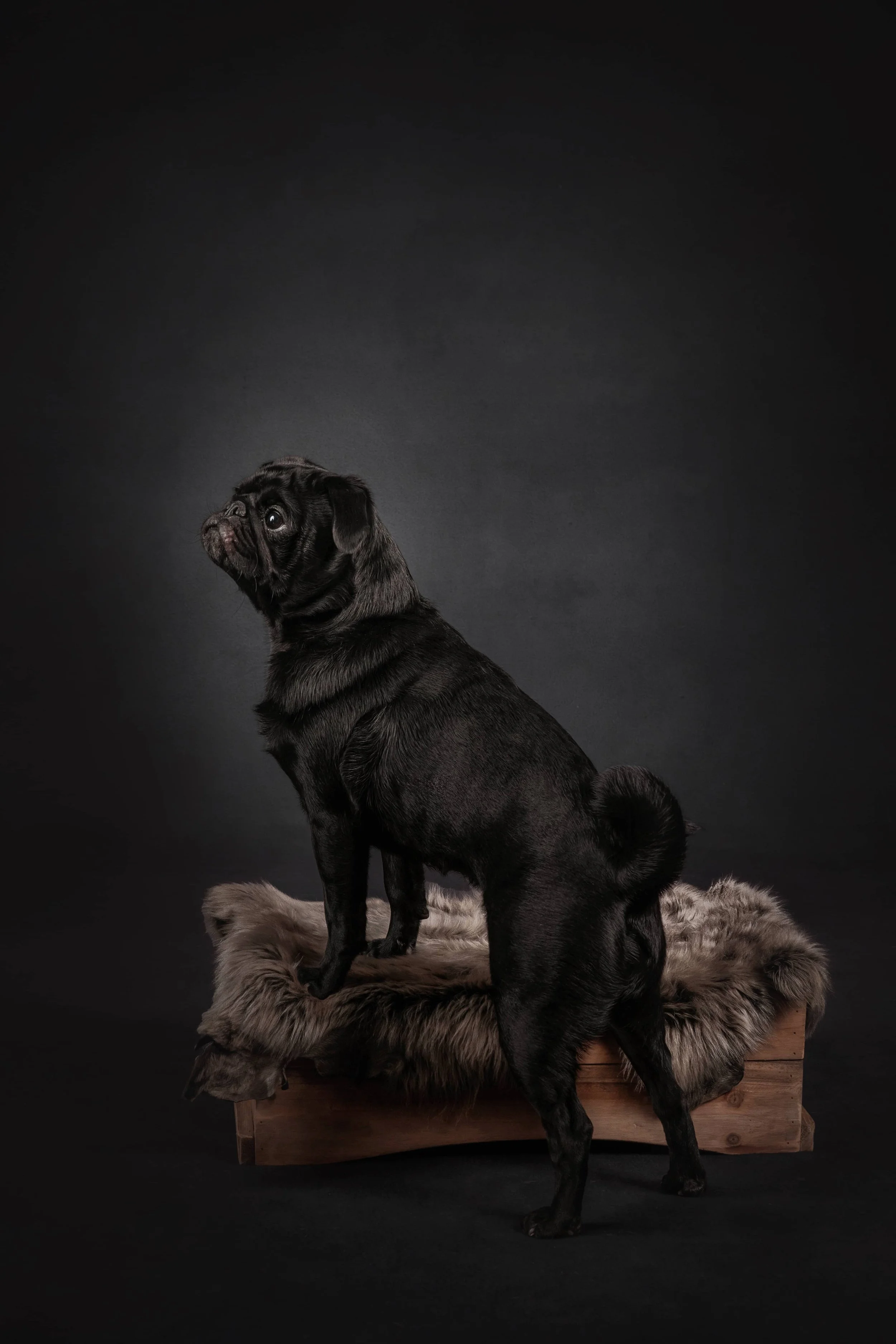 Pug (2).jpg