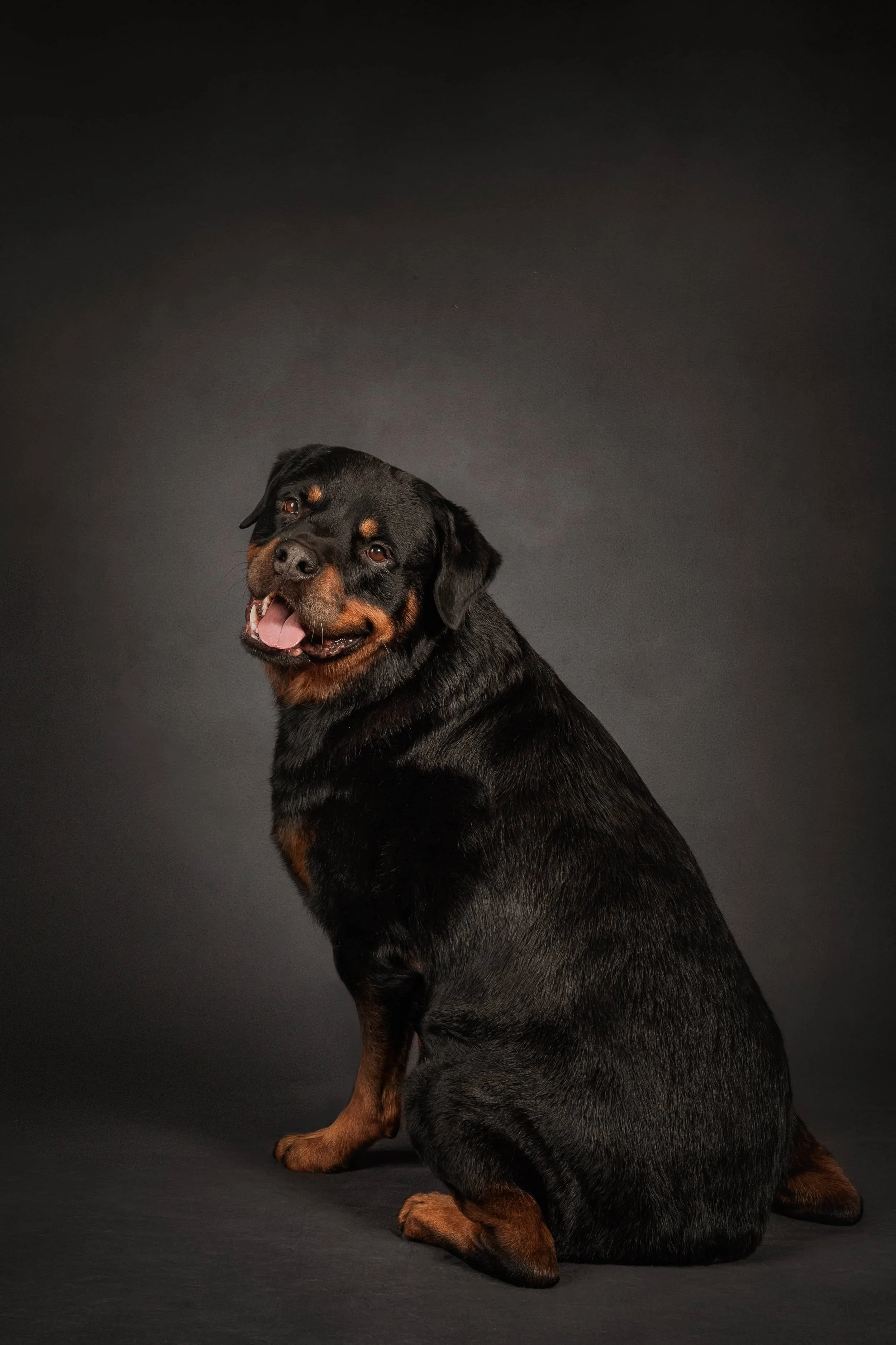 Rottweiler (1).jpg
