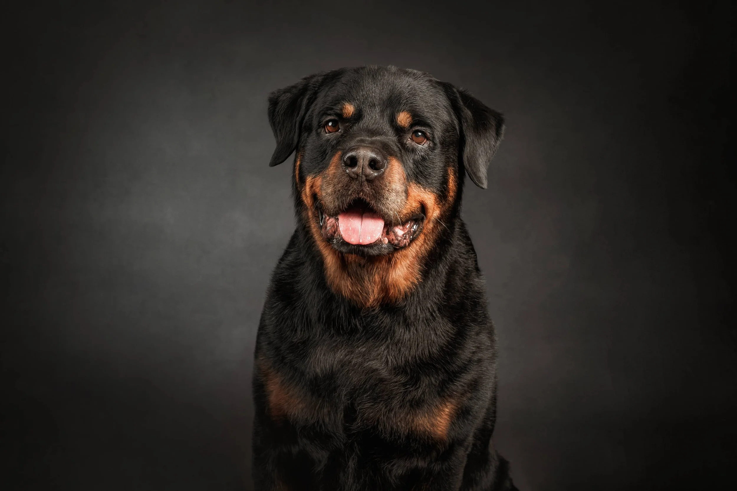 Rottweiler (2).jpg