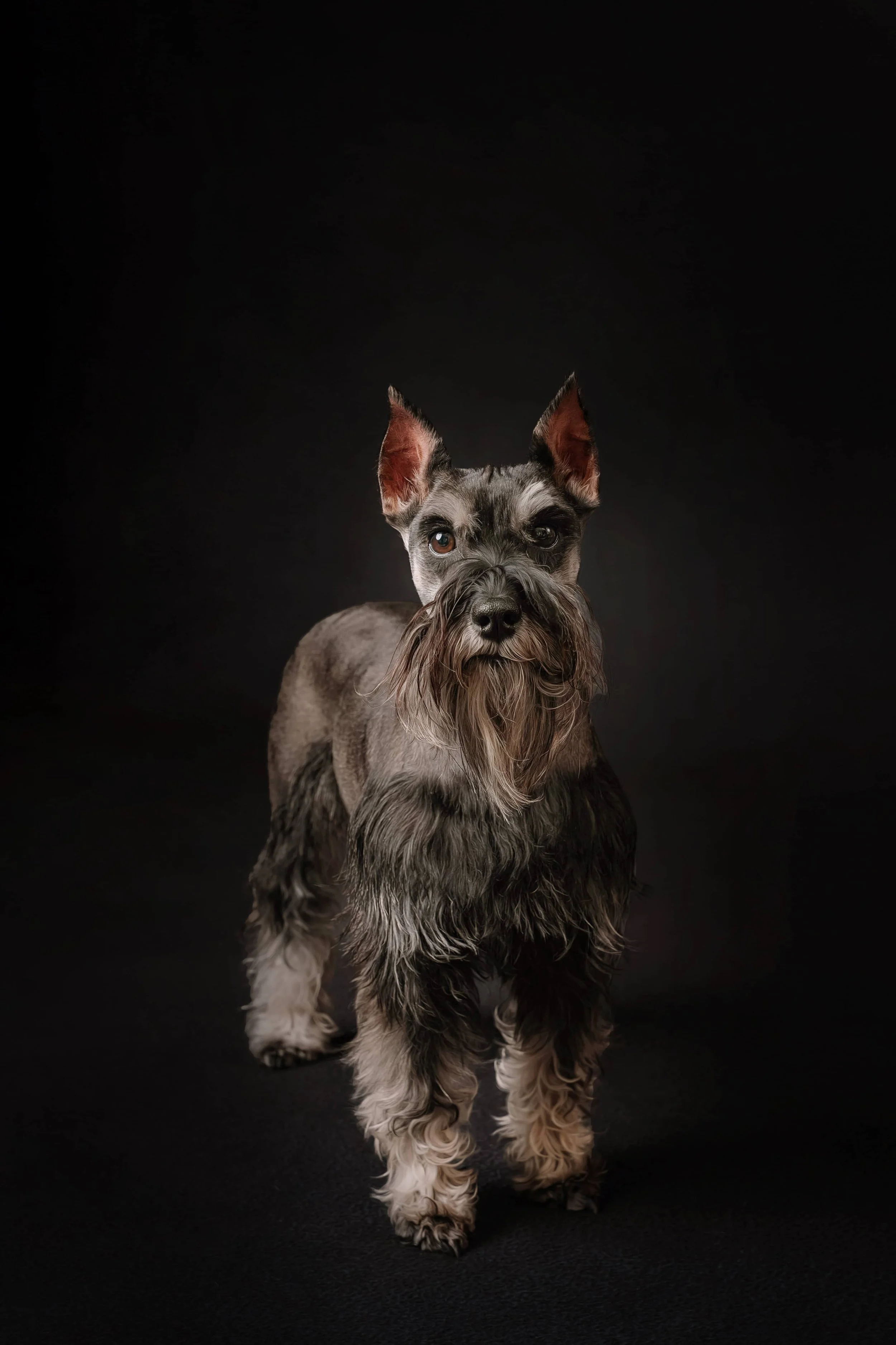 Schnauzer (1).jpg
