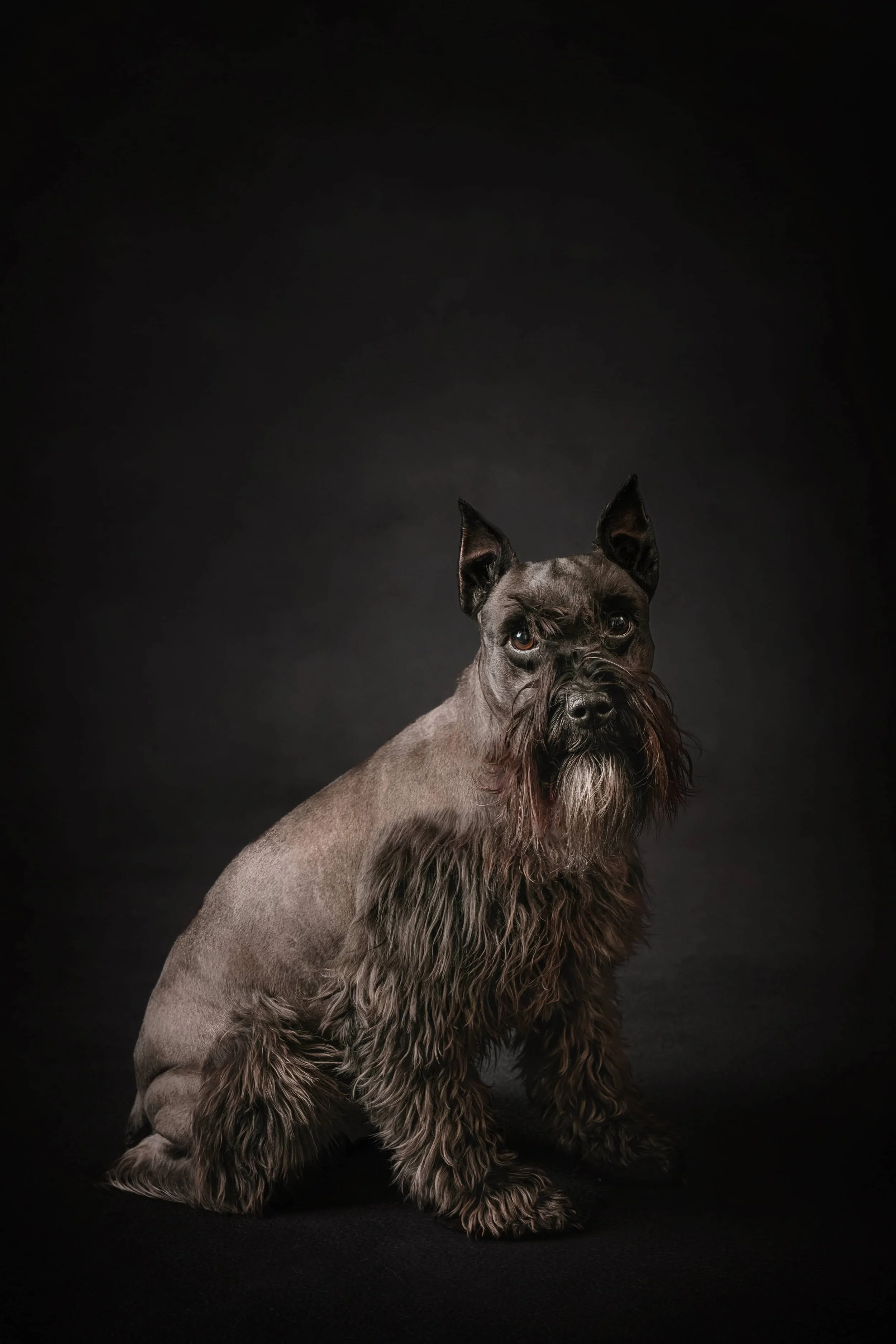 Schnauzer (4).jpg