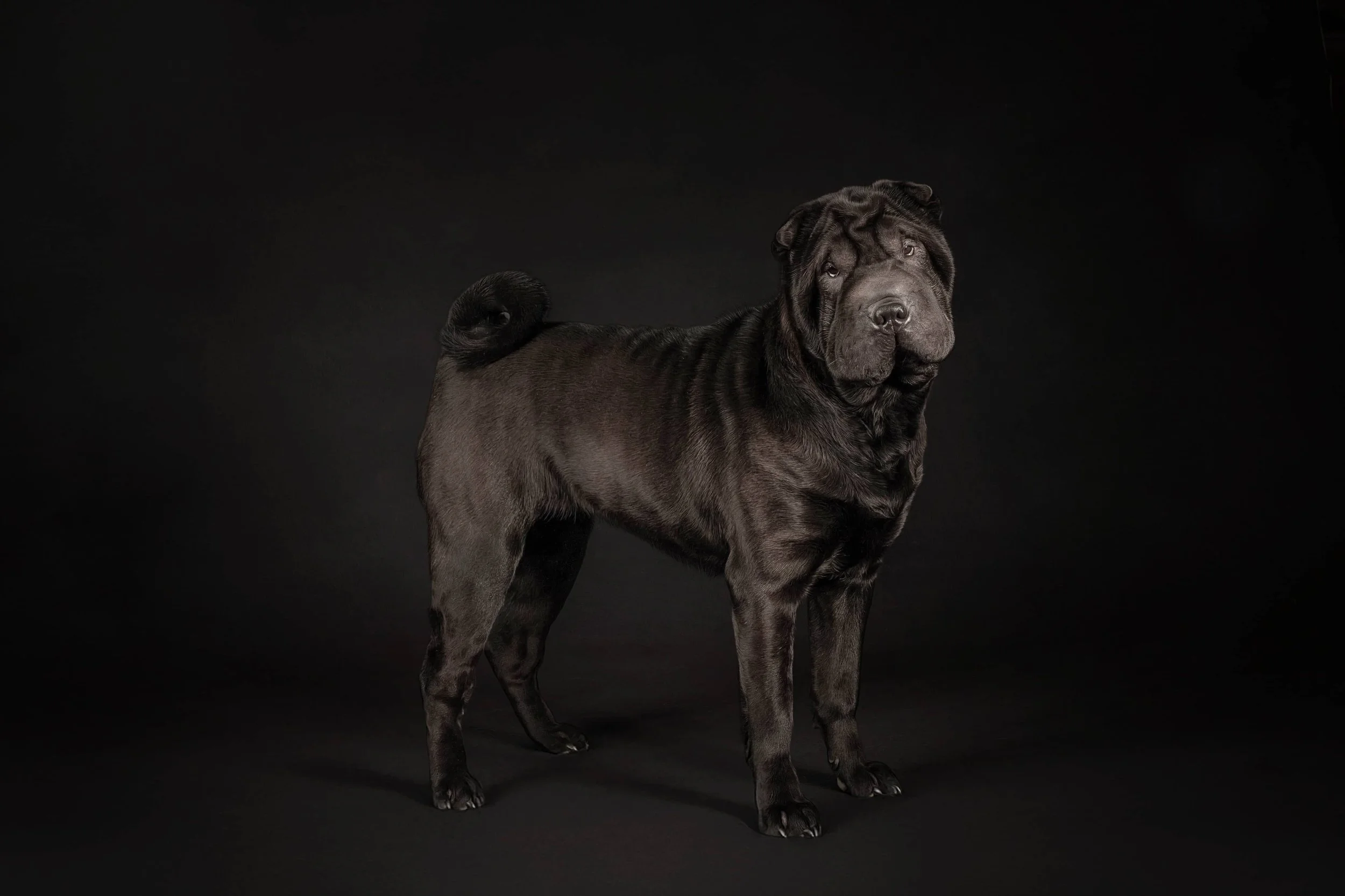 SharPei (1).jpg