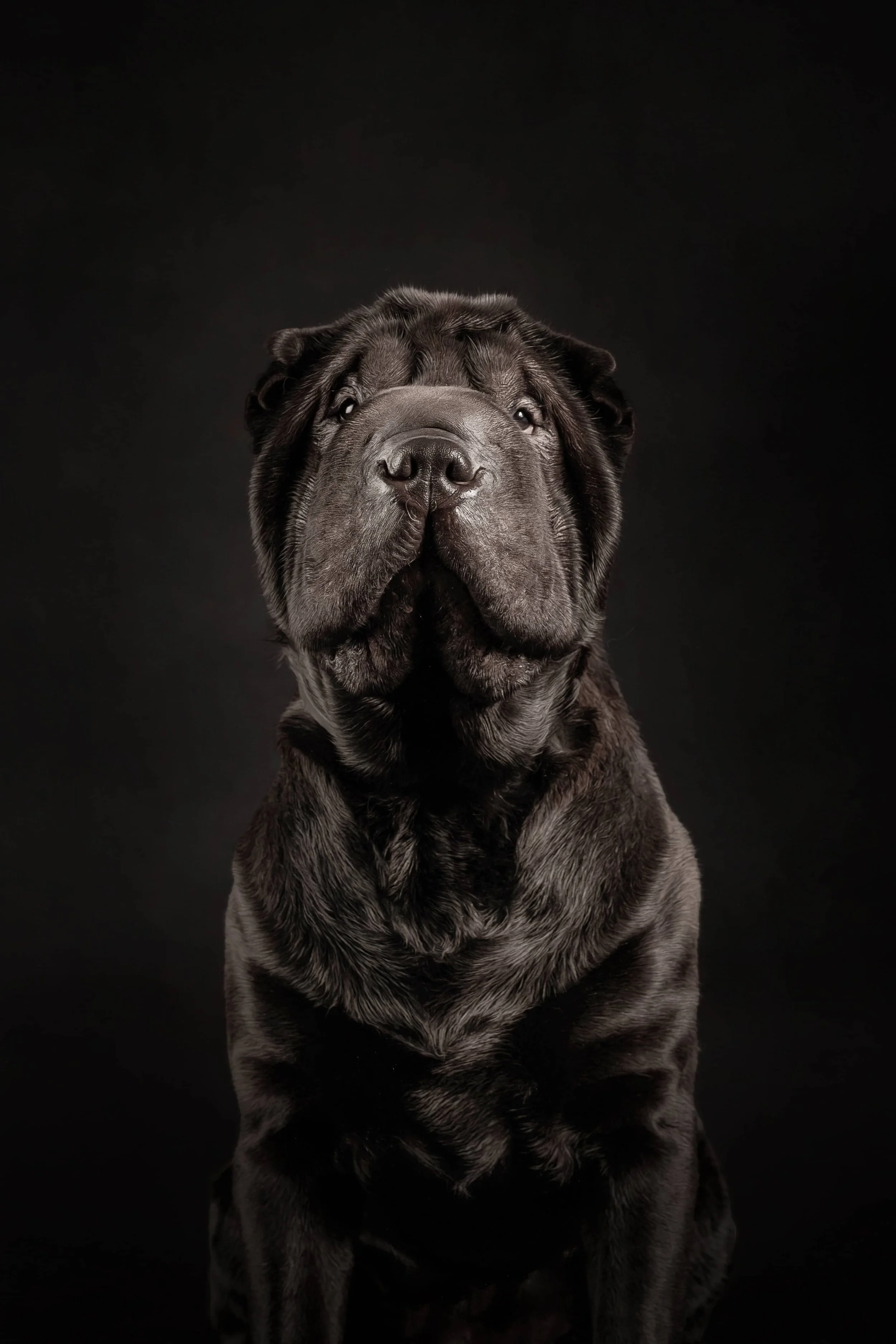 SharPei (2).jpg