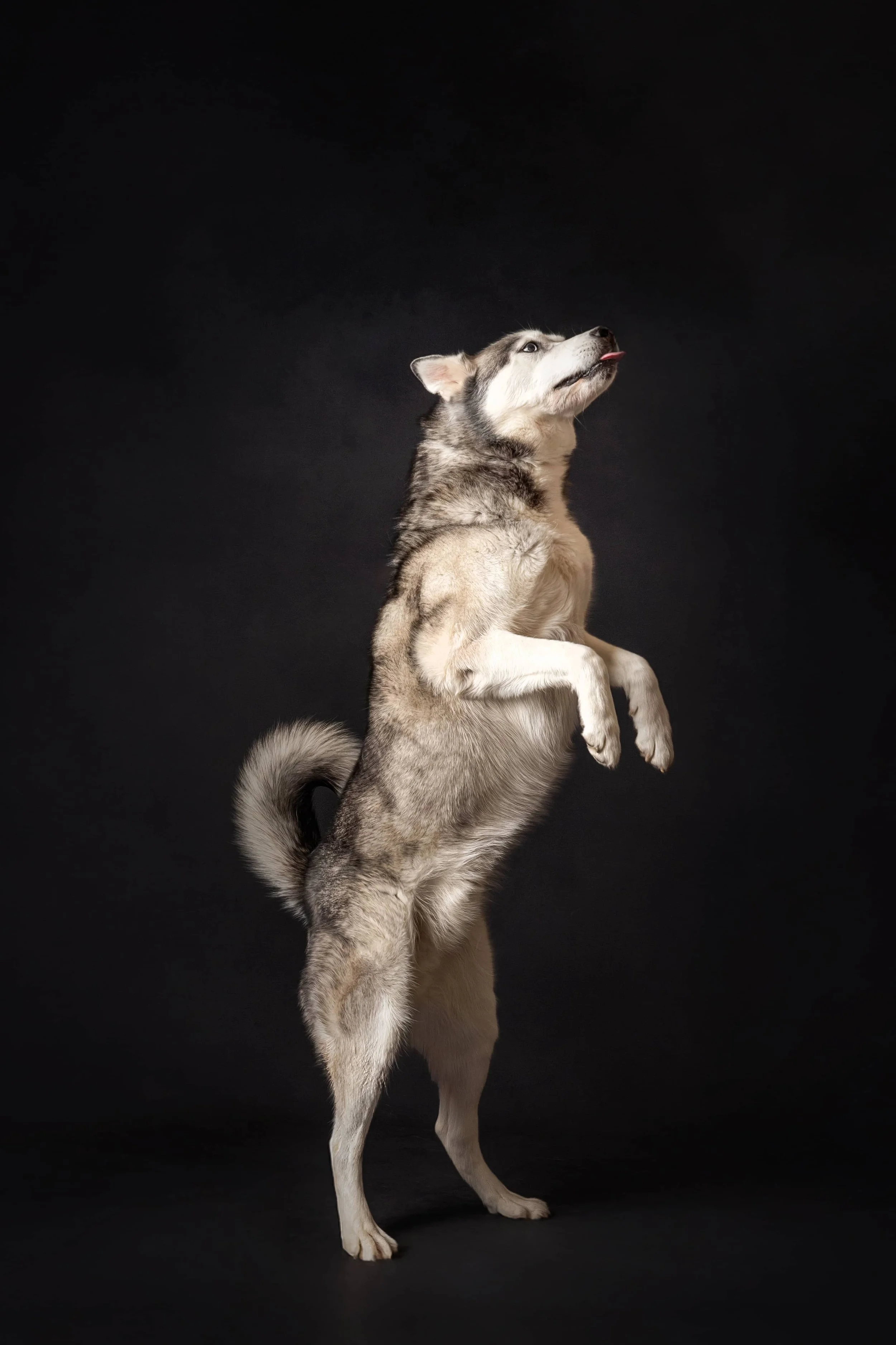 Siberian Husky (1).jpg