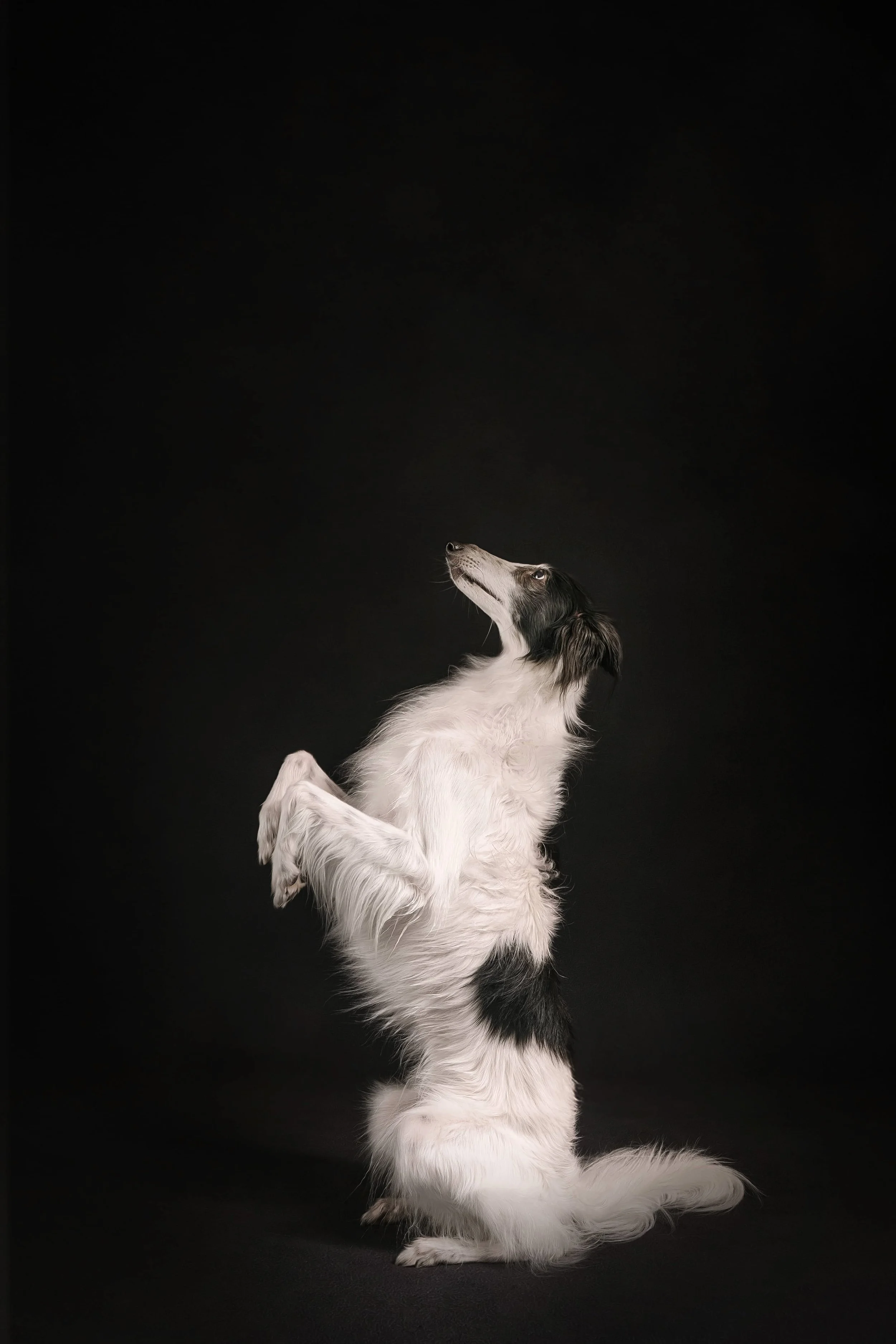Silken begging.jpg