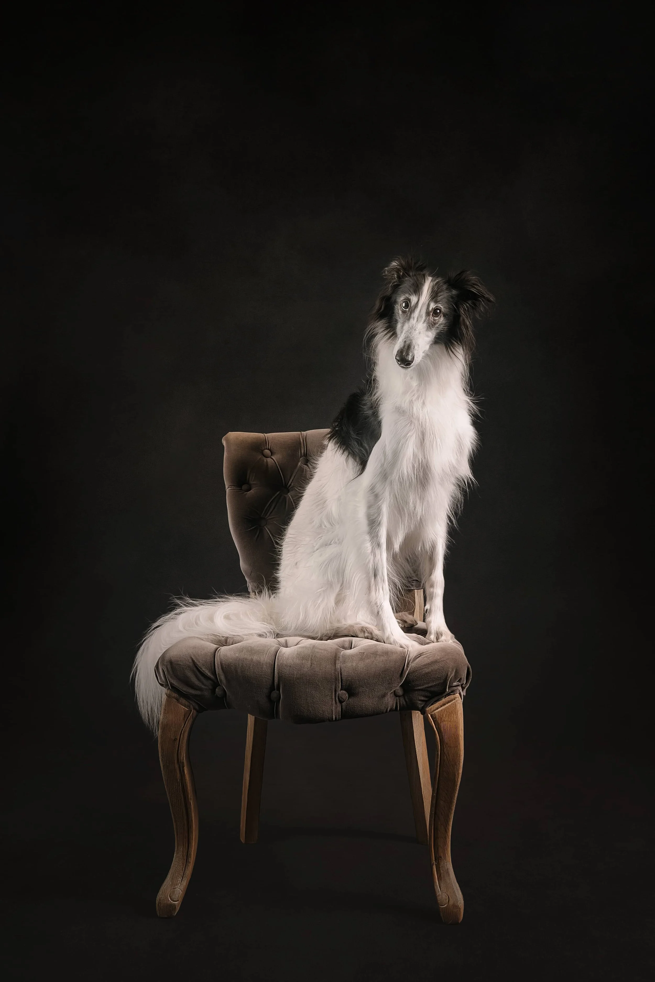 Silken Windhound 445.jpg