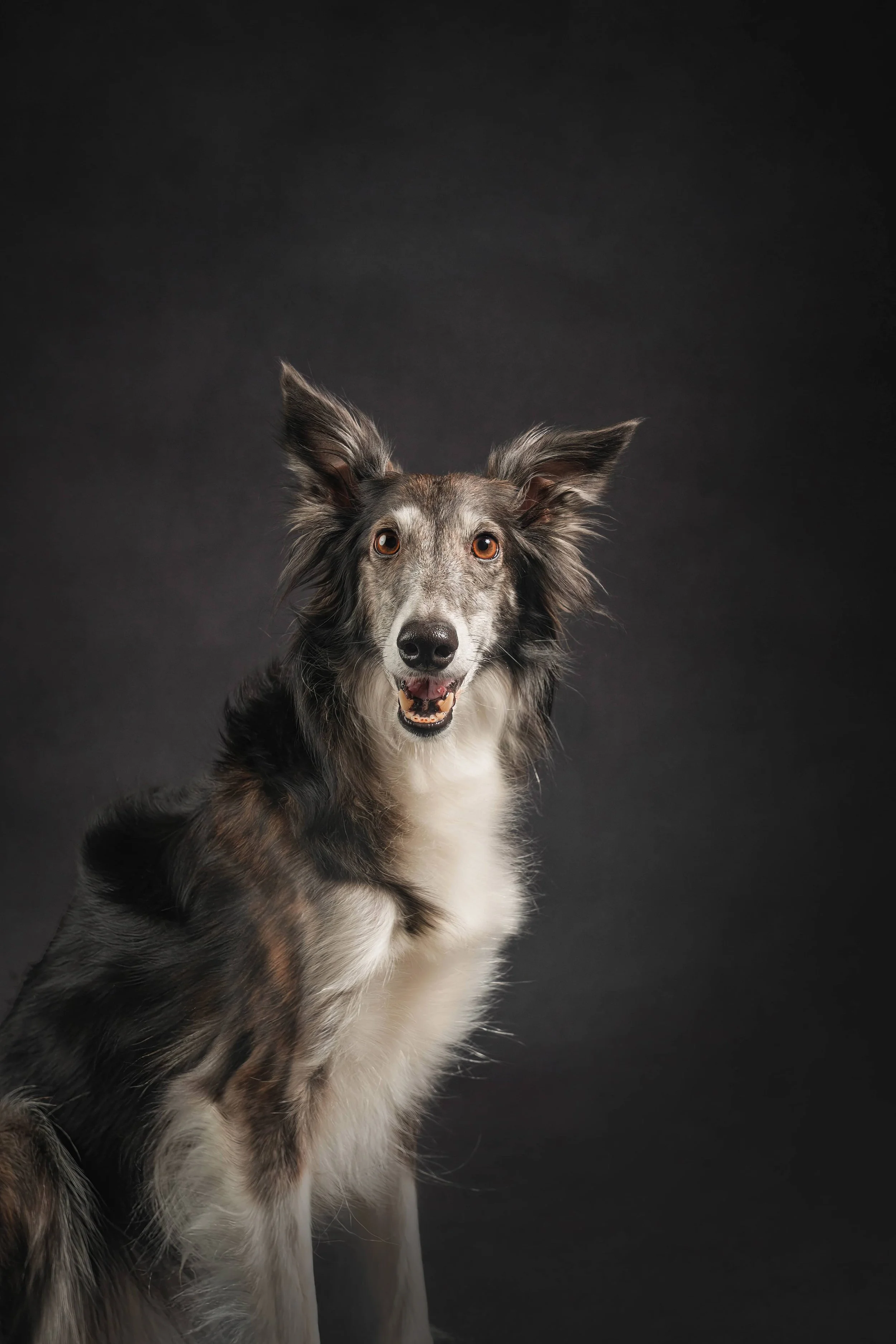 silken windhound smiling.jpg