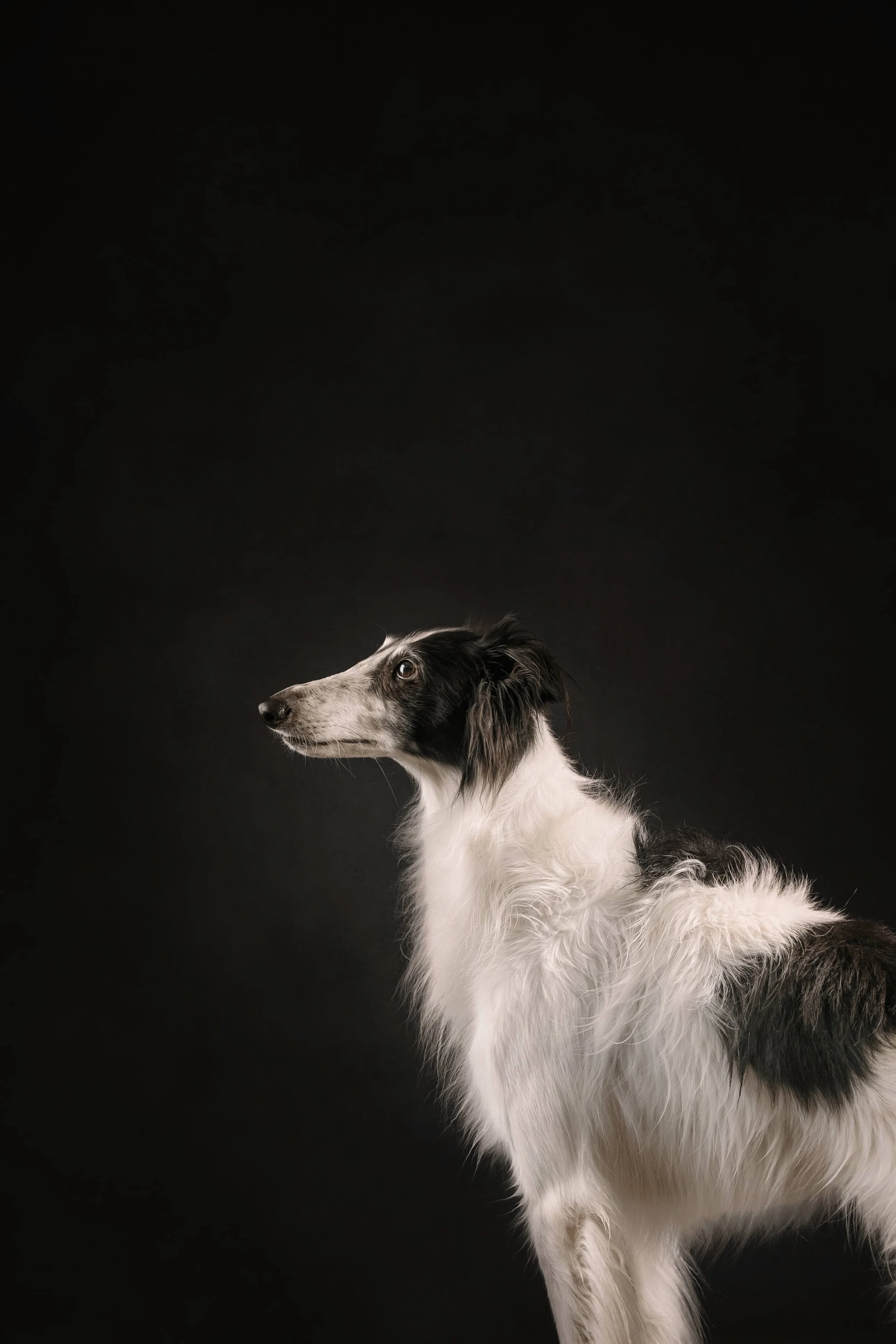 Silkenwindhound profile.jpg