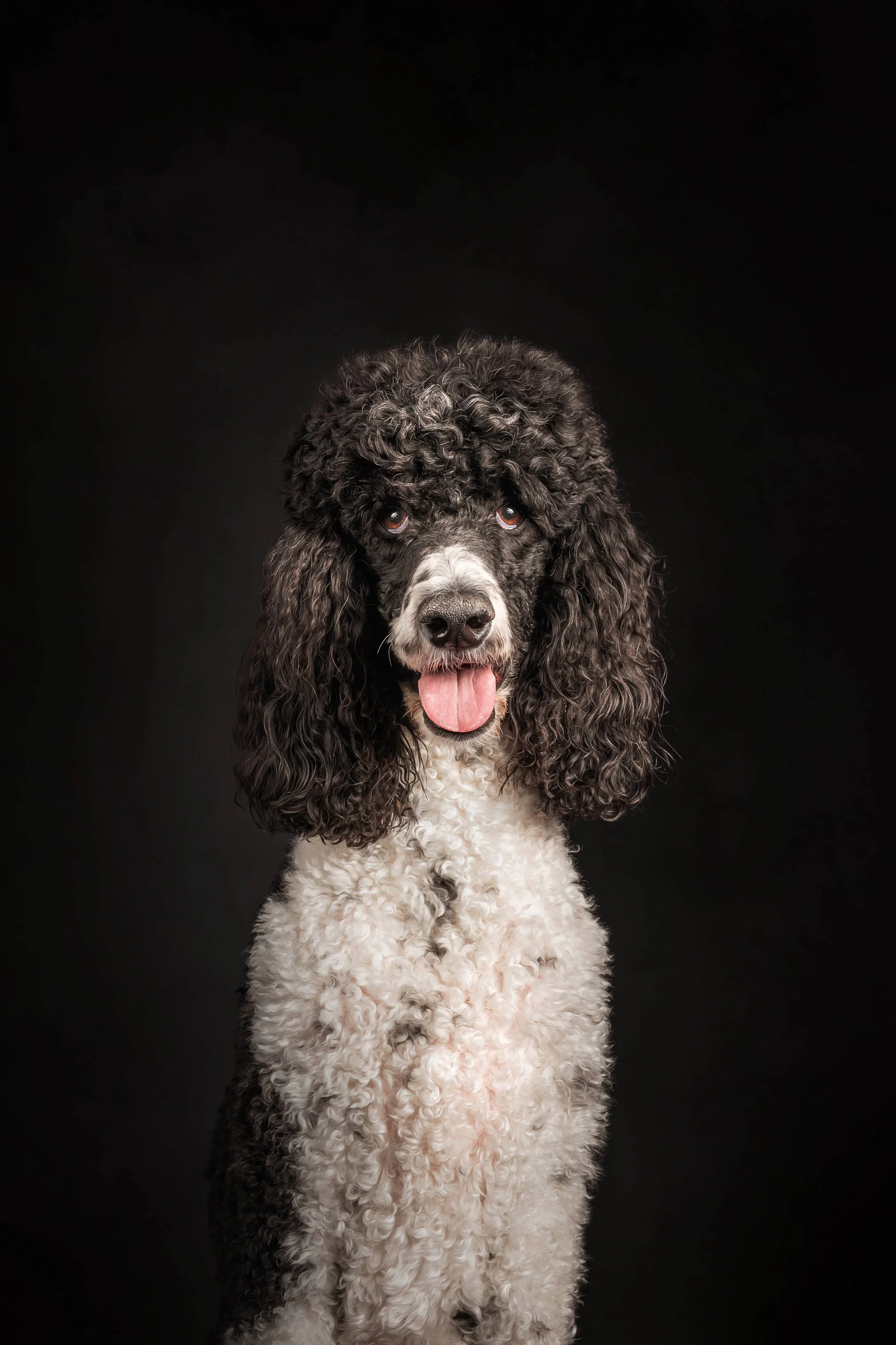 StandardPoodle.jpg