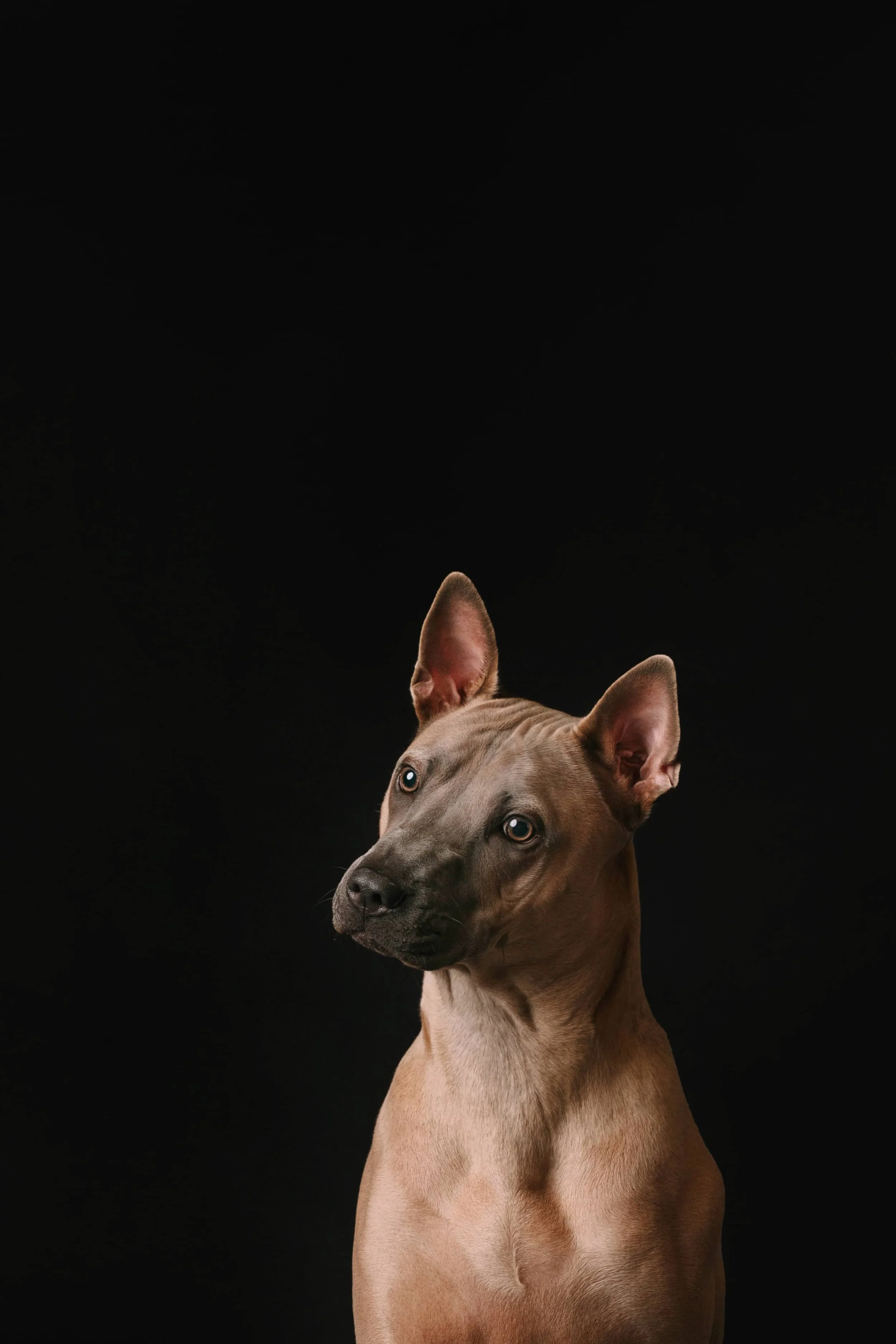 Thai Ridgeback.jpg