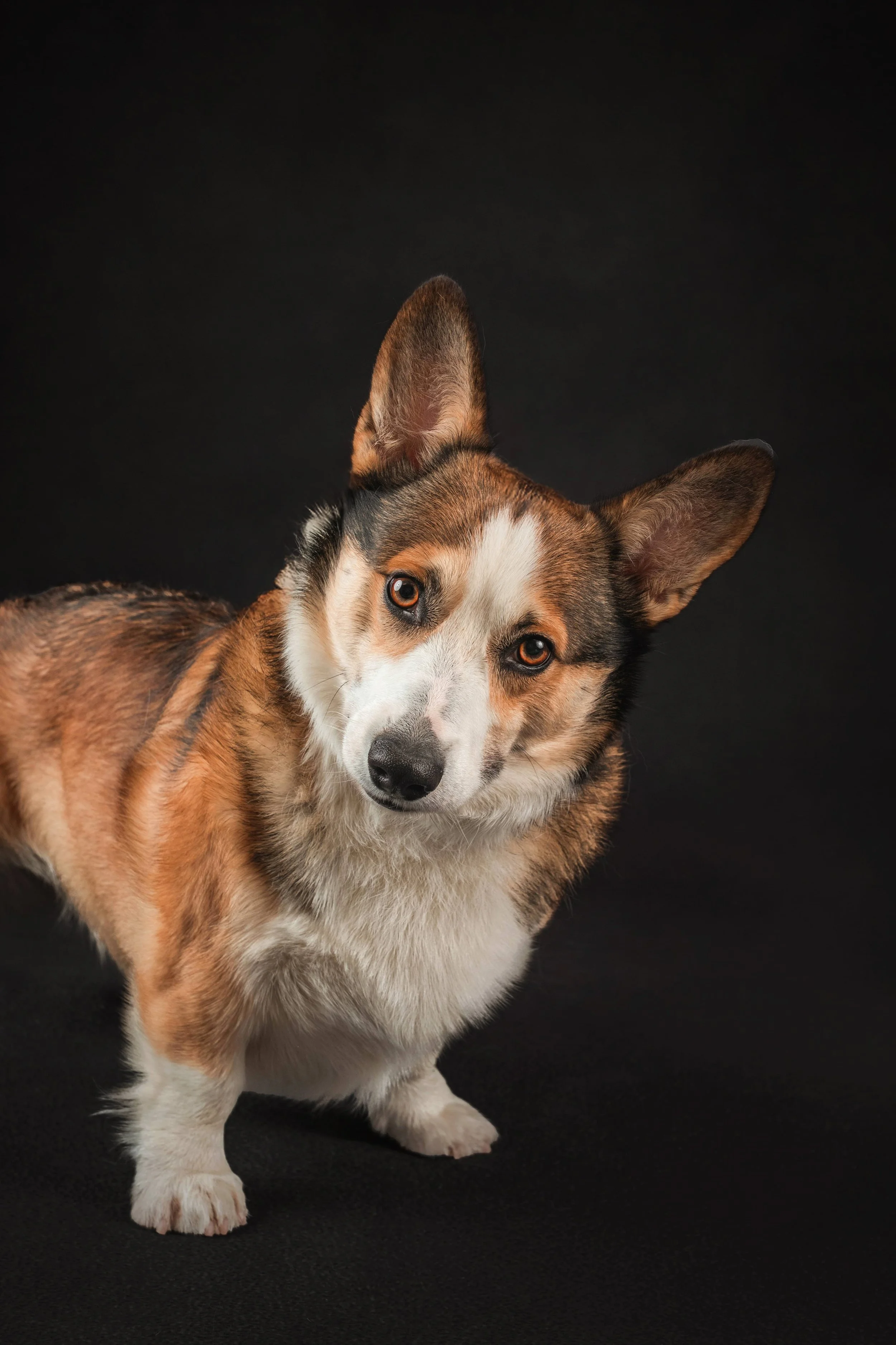 welsh corgi 343.jpg