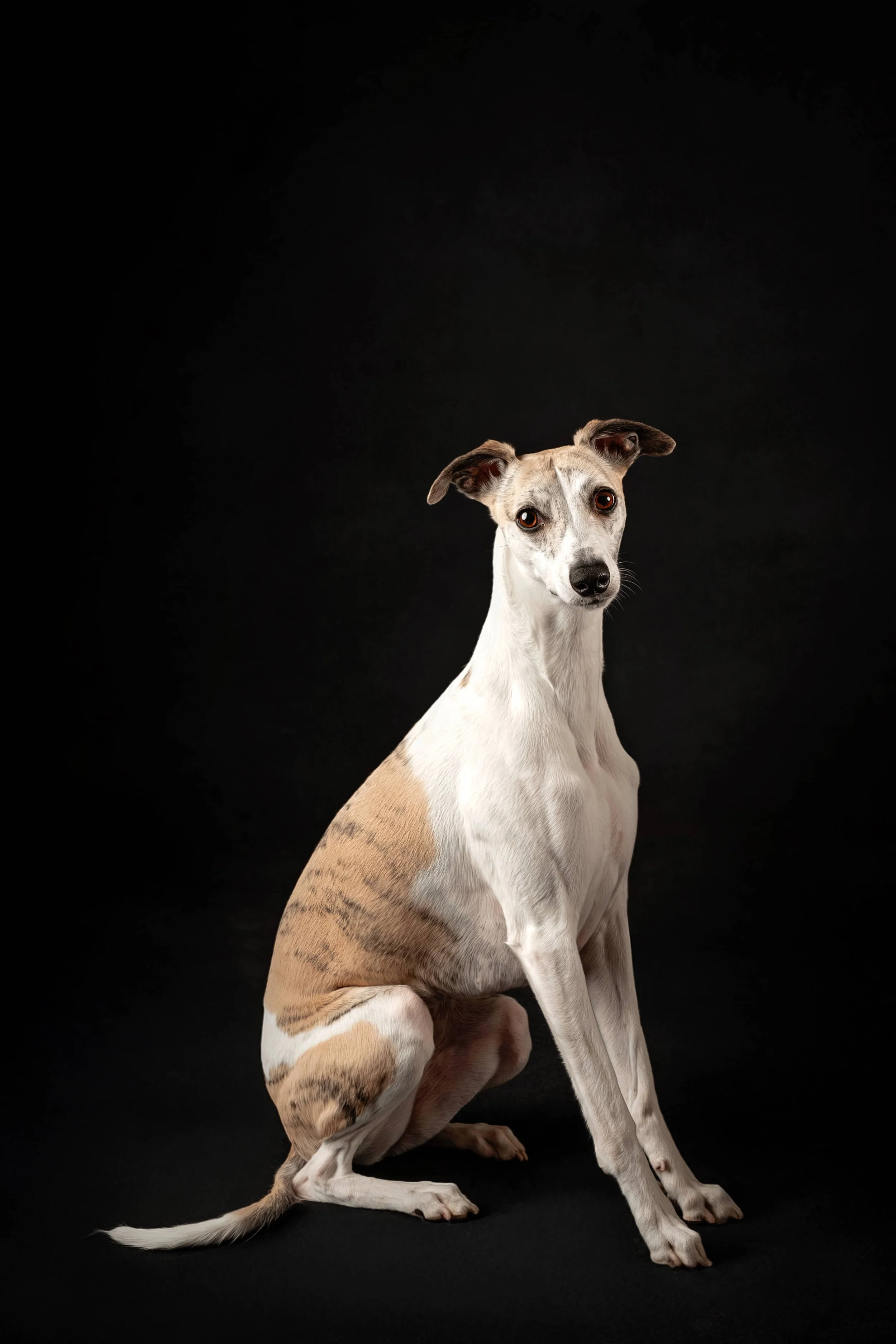 Whippet (1).jpg